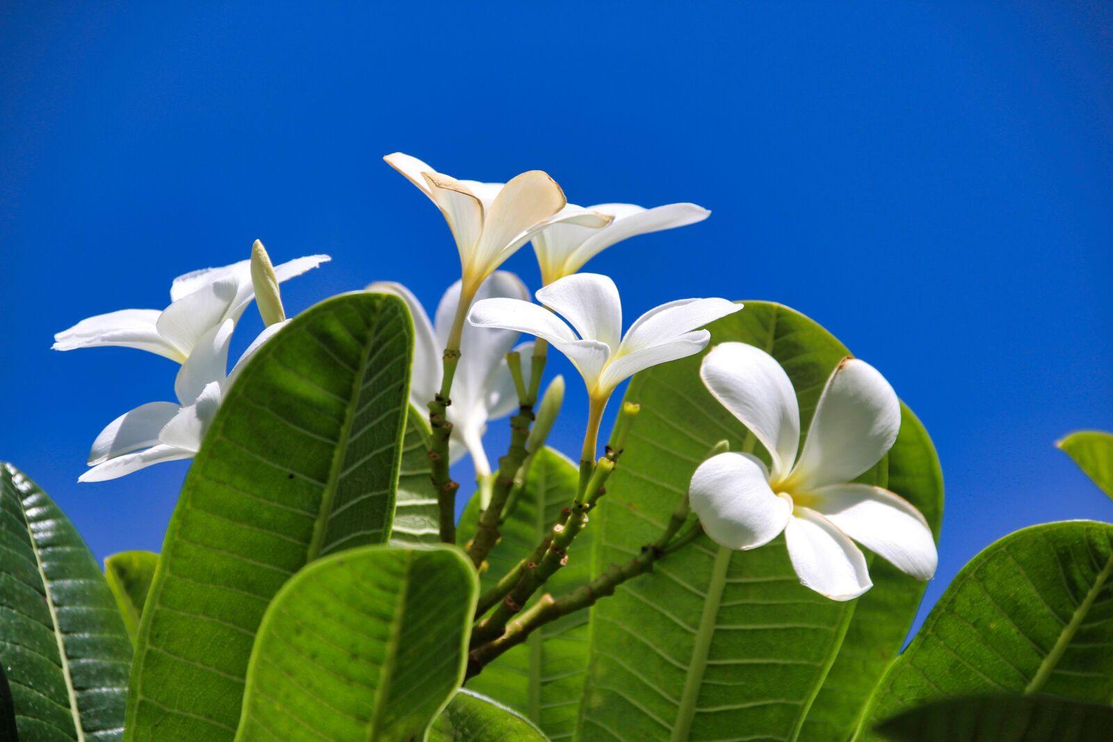 Белый цветок с острова