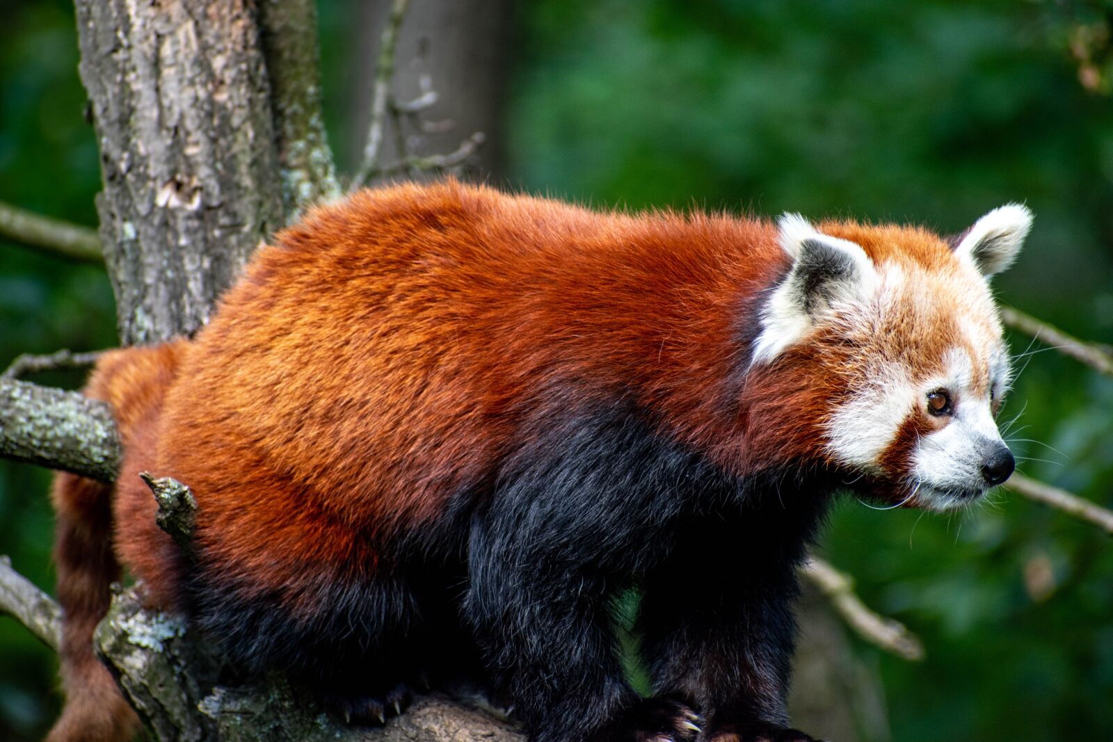 Nikon D5600 sample photo. Panda, red, zoo photography