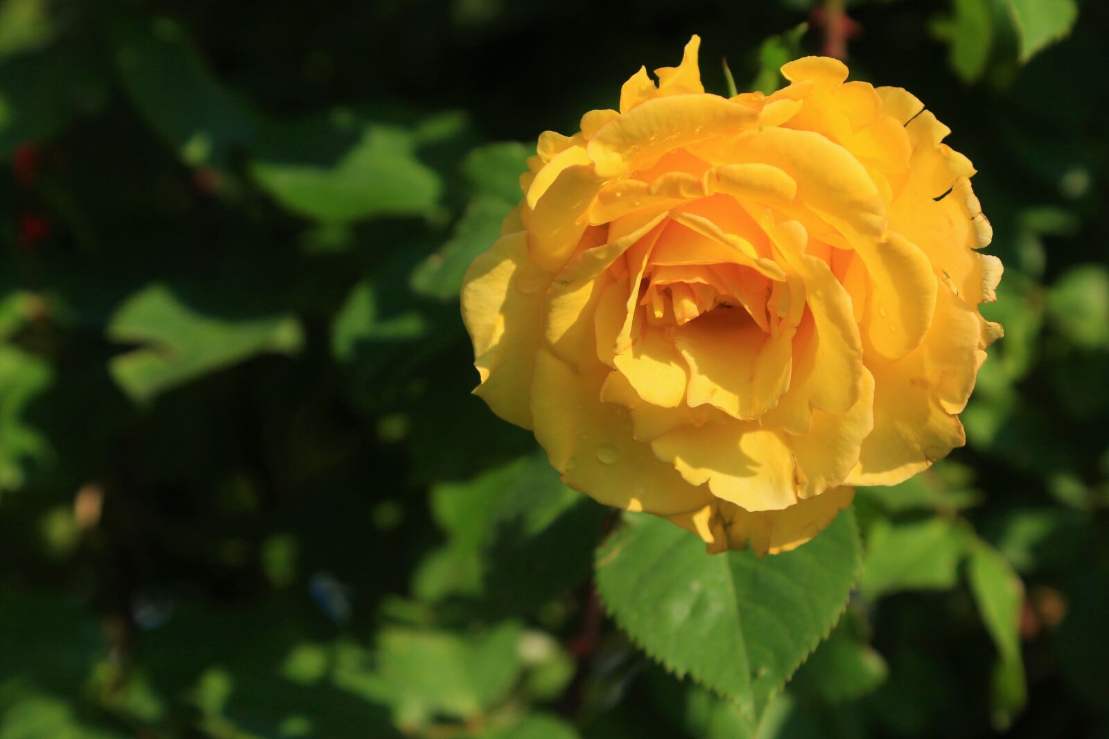 Canon EOS 5D Mark III sample photo. Rose, yellow, beautiful photography