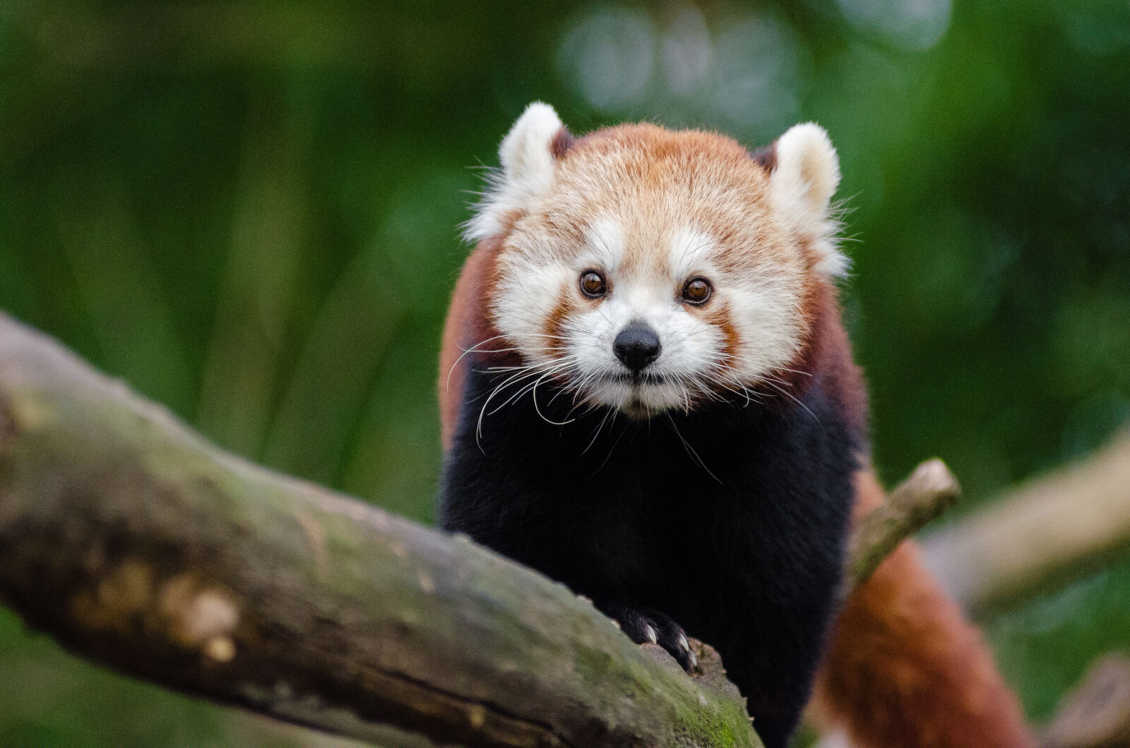 AF Zoom-Nikkor 80-200mm f/2.8 ED sample photo