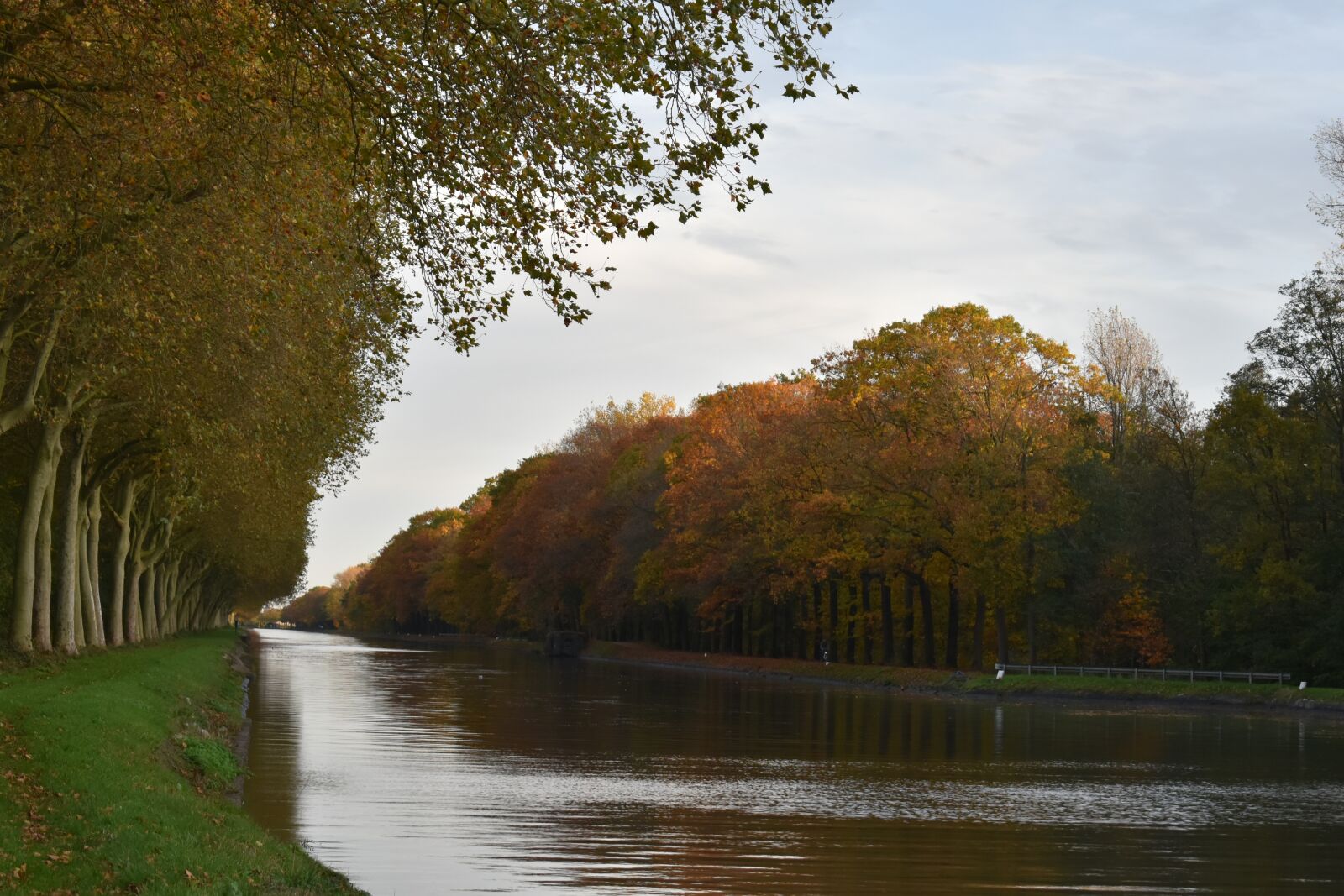 Nikon D3500 sample photo. Channel, trees, water photography