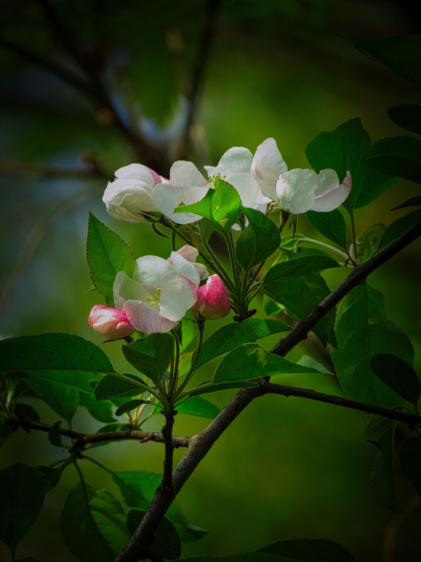Canon PowerShot SX40 HS sample photo. Flowers, cherry, branch photography