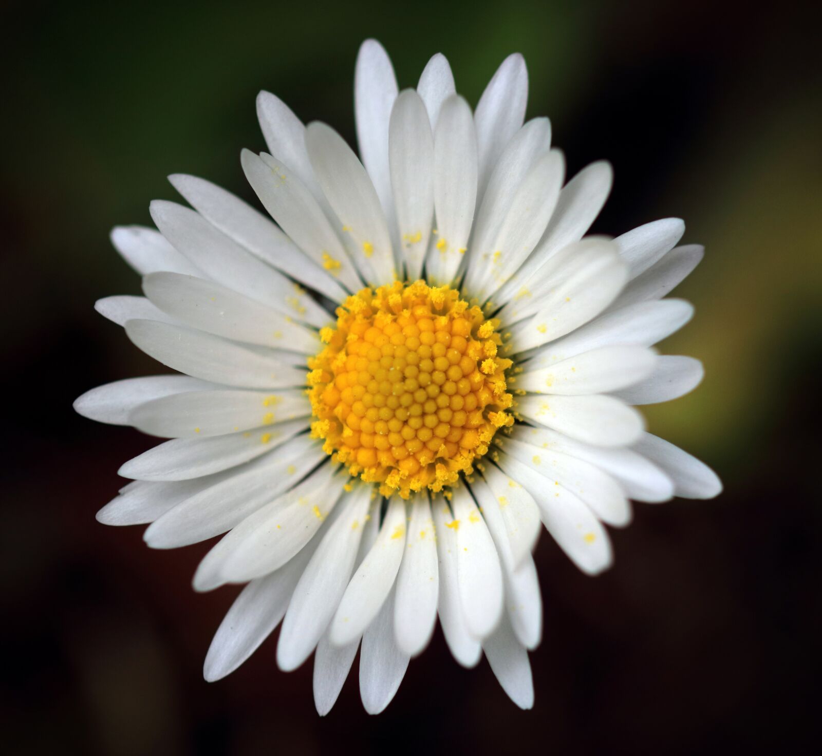 Canon EOS 80D sample photo. Daisy, flower, england photography