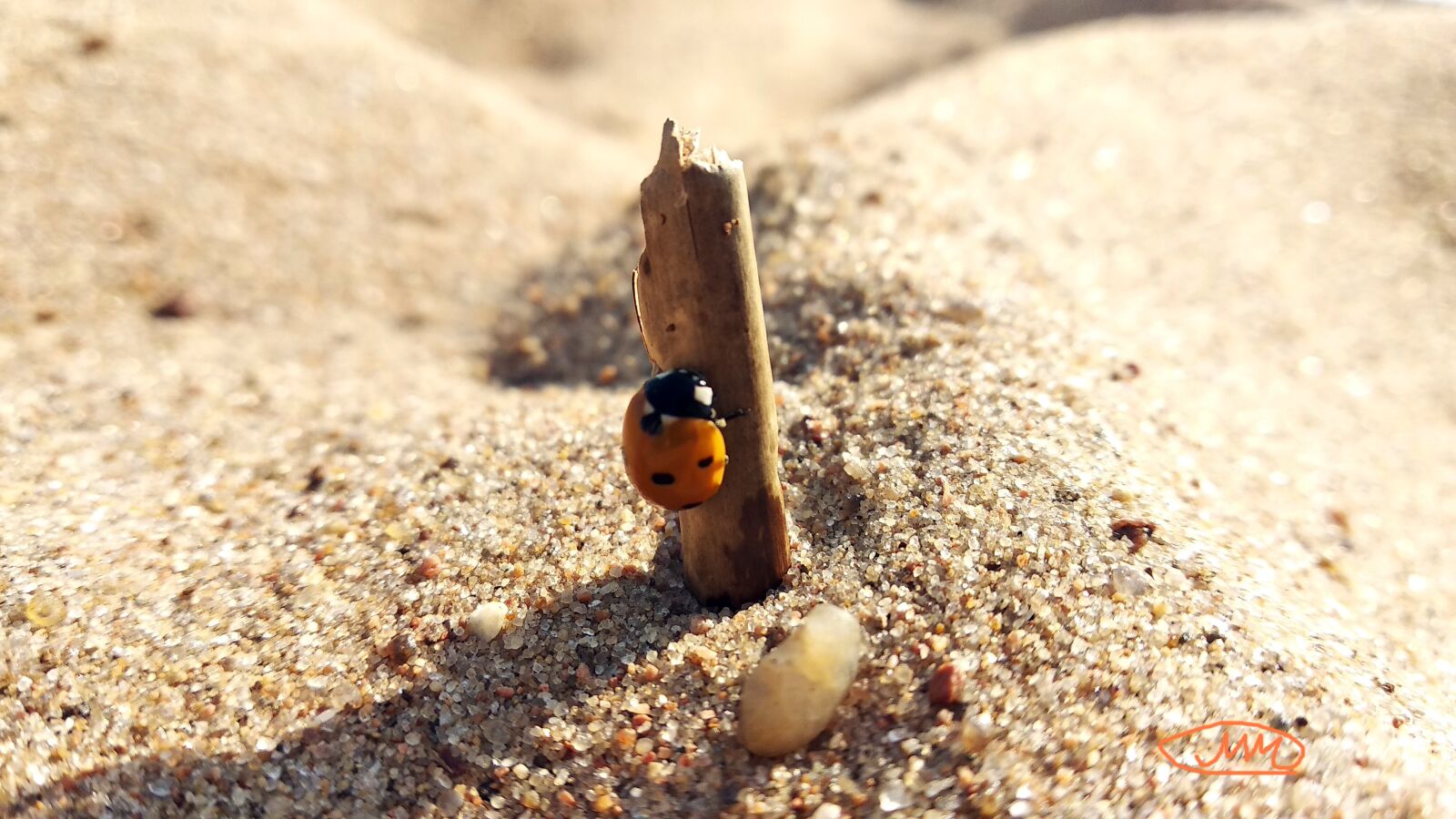 Xiaomi Redmi 5 Plus sample photo. God's cow, insect, beach photography