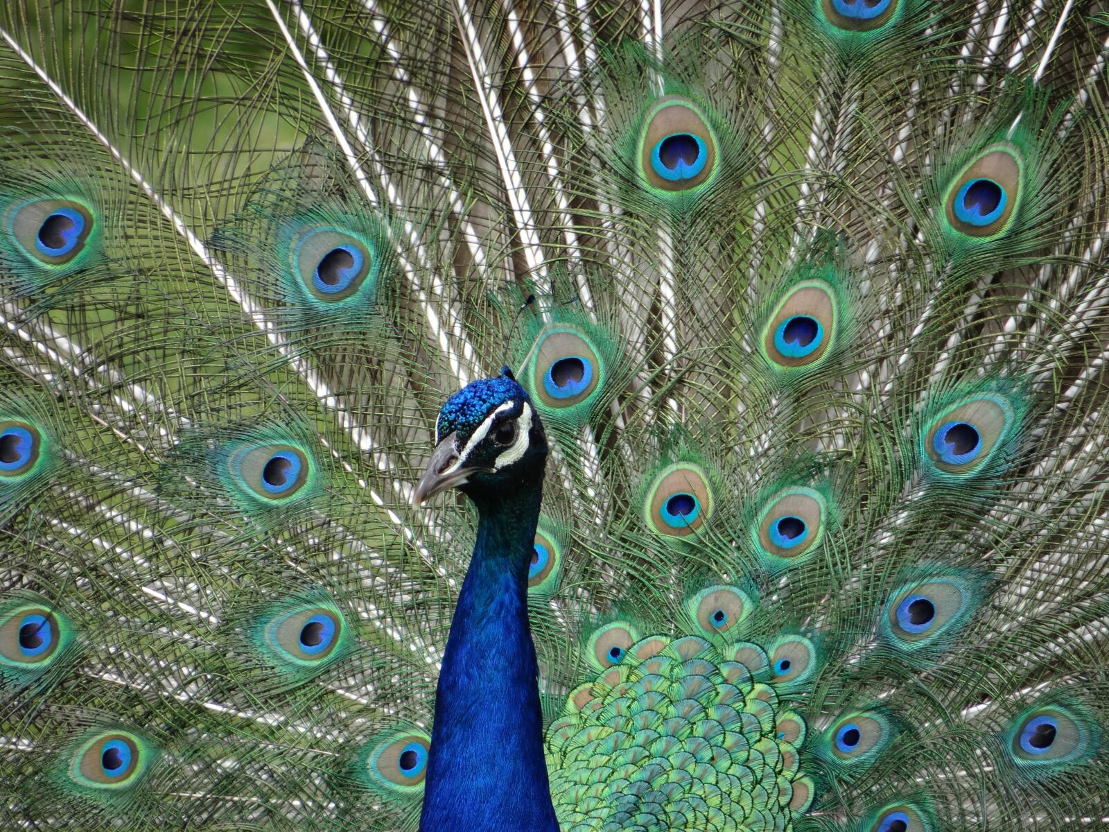 Sony DSC-HX200V sample photo. Peacock, eyes, colorful photography