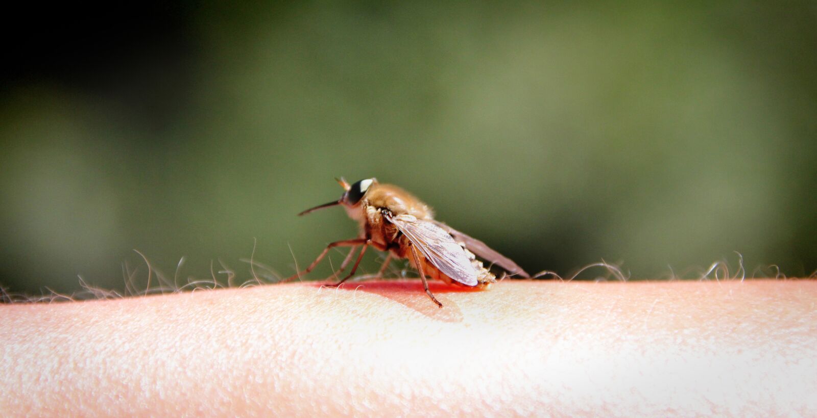 Canon EOS 550D (EOS Rebel T2i / EOS Kiss X4) sample photo. Mosquito, fly, hand photography