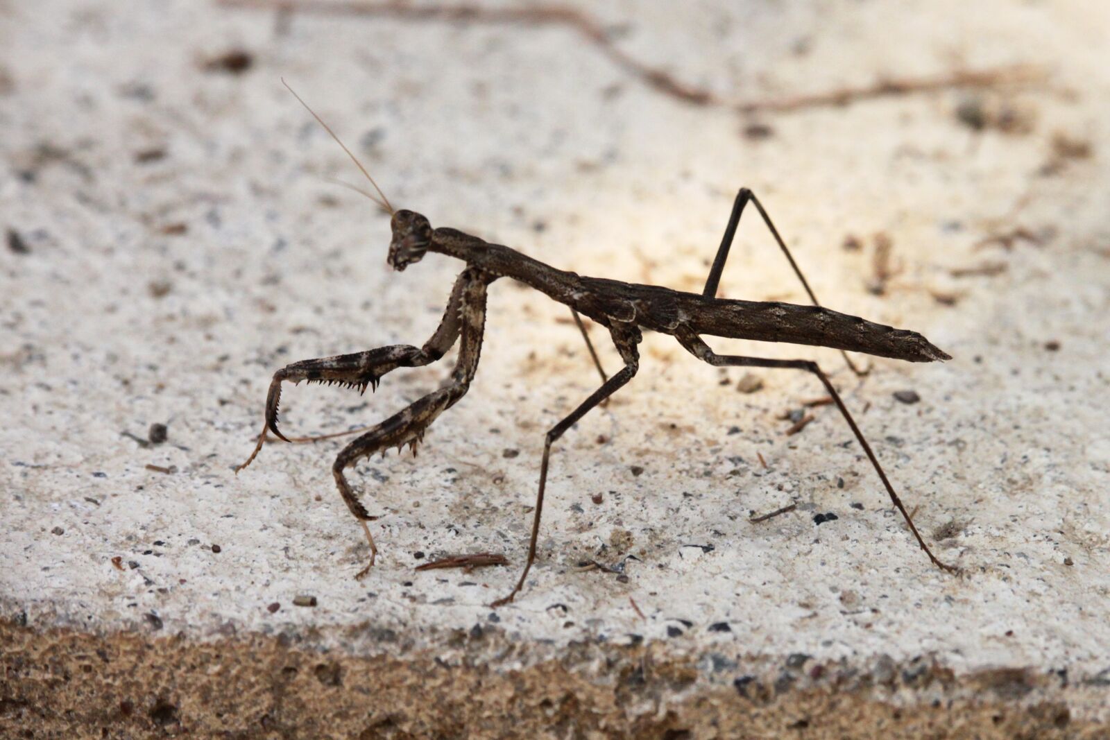Canon EOS 500D (EOS Rebel T1i / EOS Kiss X3) sample photo. Mantis, insect, brown photography