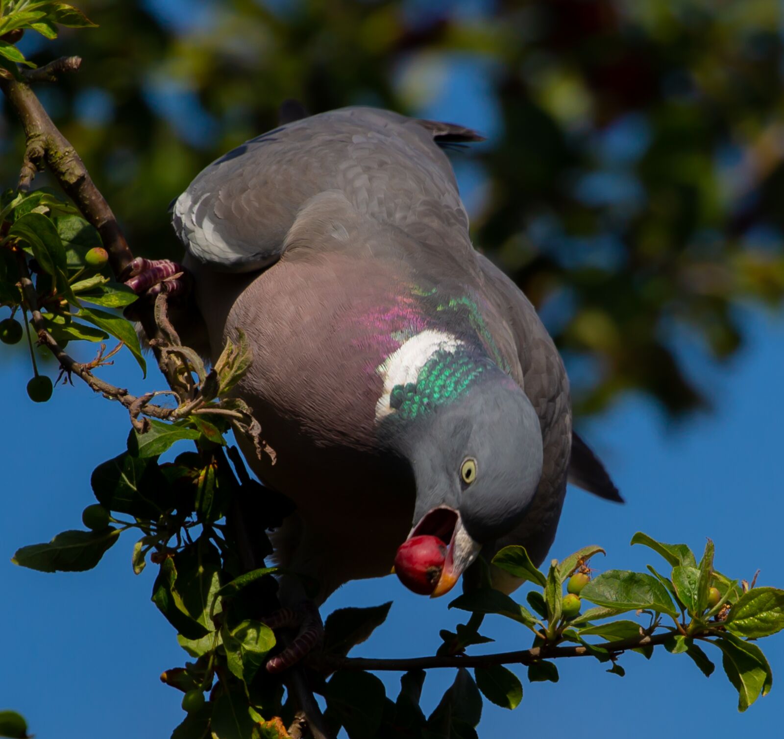 Canon EOS 5D Mark III sample photo. Rock dove, wood pigeon photography