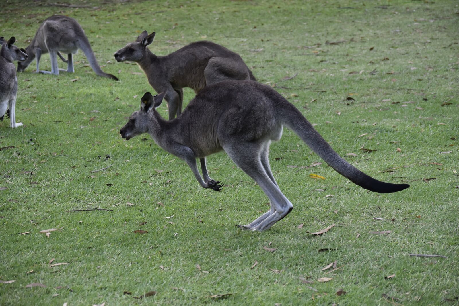Nikon D5500 sample photo. Australia, nature, kangaroo photography