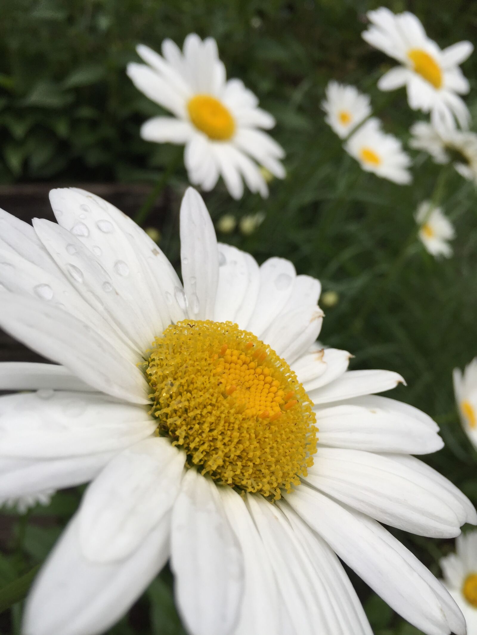 Apple iPhone 6 sample photo. Daisies, bloom, flower photography