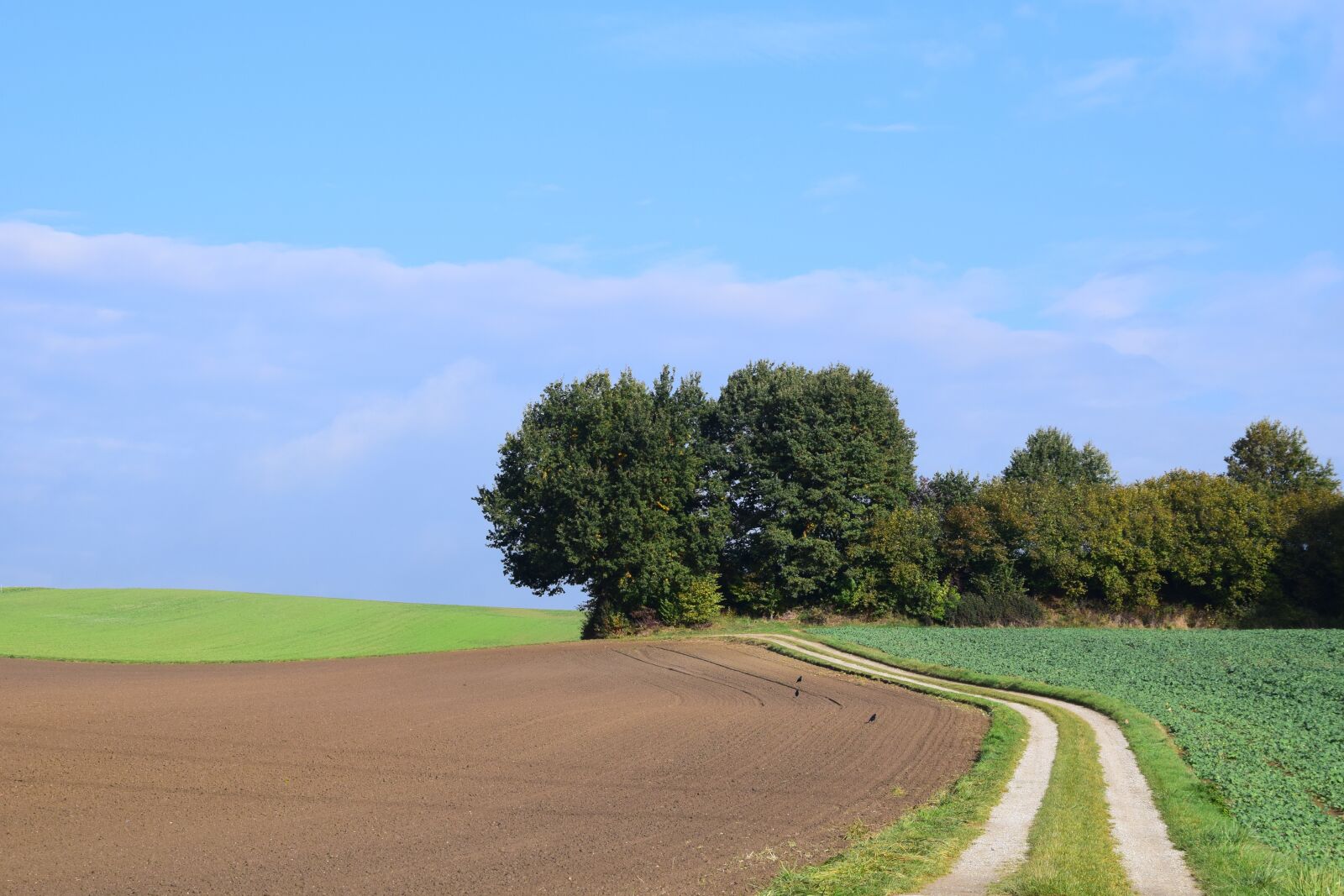 Nikon D3300 sample photo. Landscape, trees, nature photography