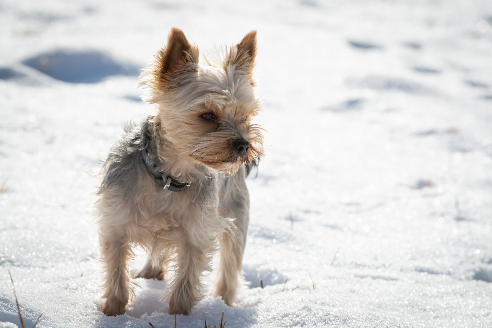 Nikon D7100 sample photo. Dog, small, winter photography