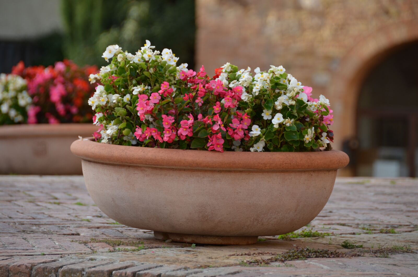 Nikon D5100 sample photo. Flowers, nature, botanist photography