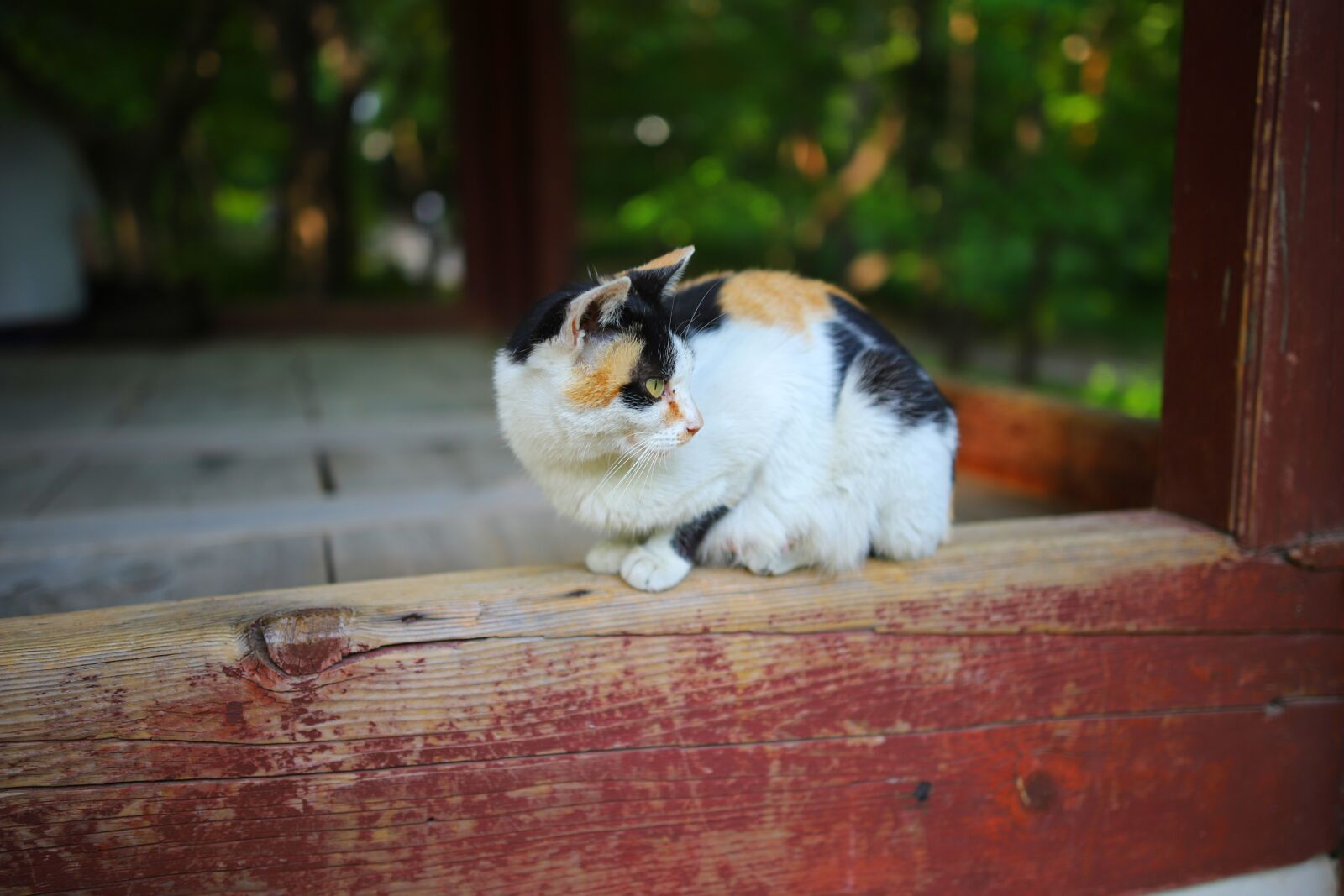 Canon EOS 6D Mark II sample photo. Cat, animal, sponsored photography