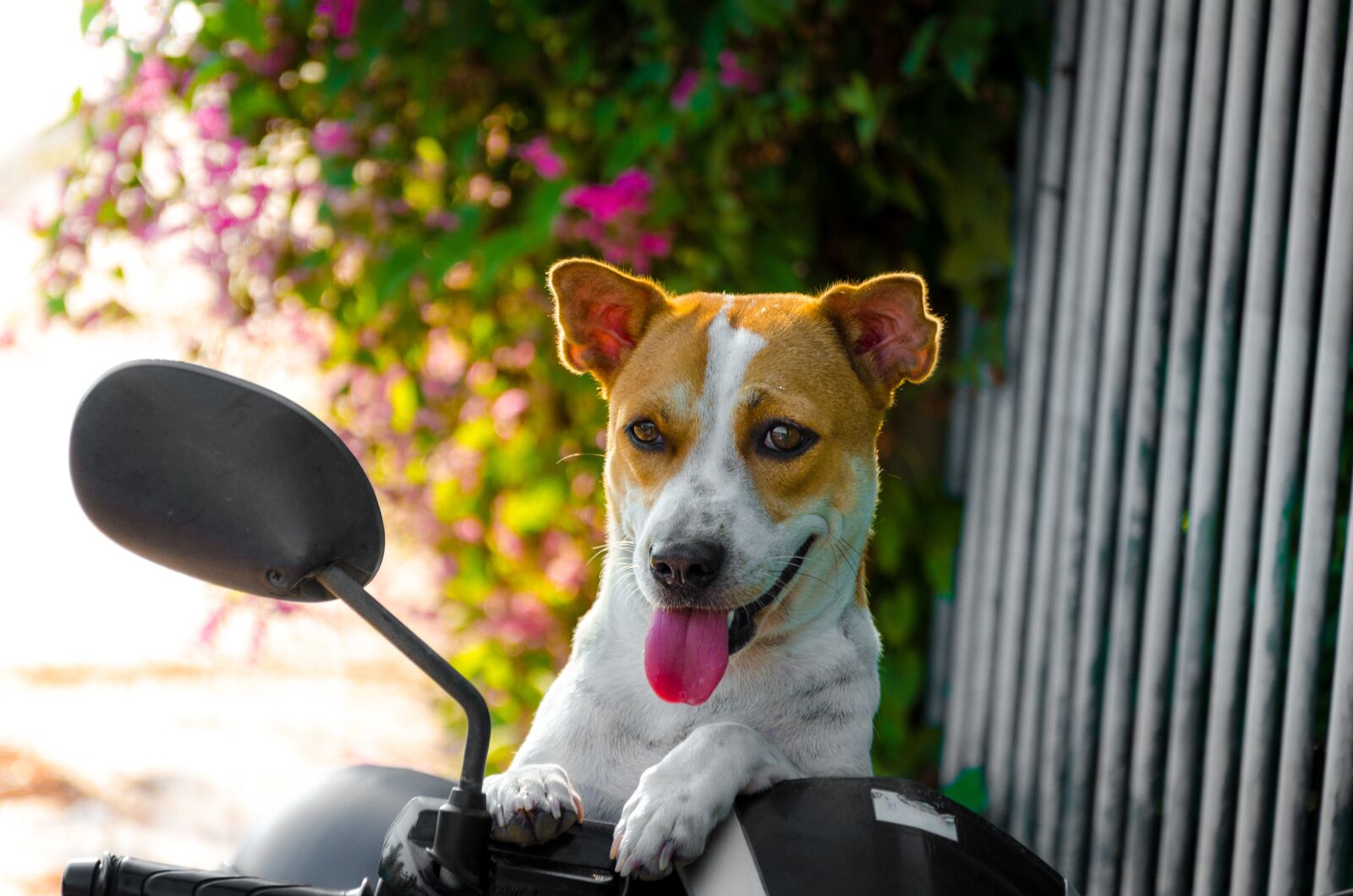 Nikon D7000 sample photo. Animal, pet, pets photography