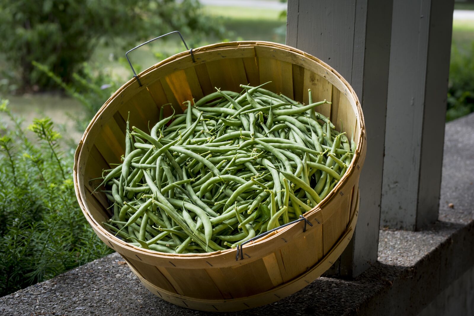 Nikon D810 sample photo. Green beans, produce, food photography