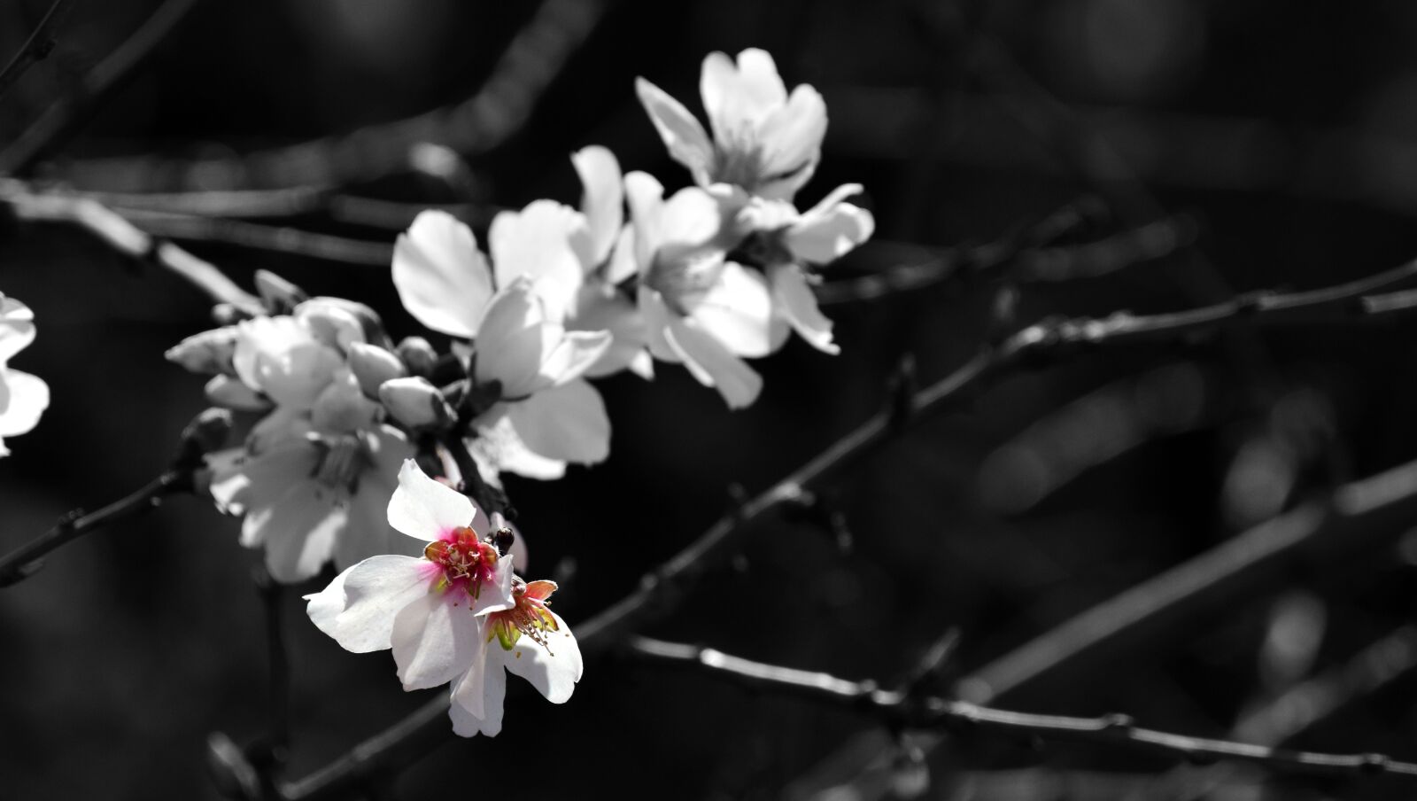 Nikon D3300 sample photo. Almond tree, almond blossom photography