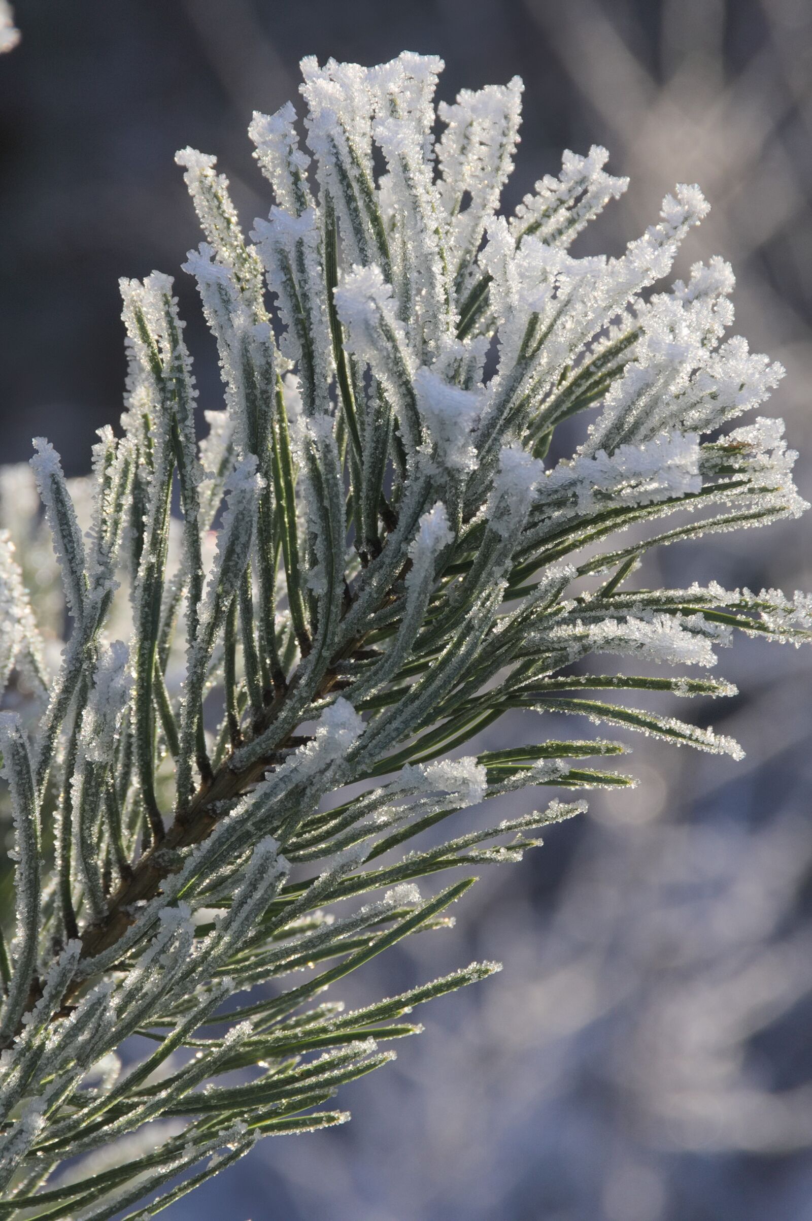 Canon EOS 350D (EOS Digital Rebel XT / EOS Kiss Digital N) sample photo. Hoarfrost, winter, cold photography