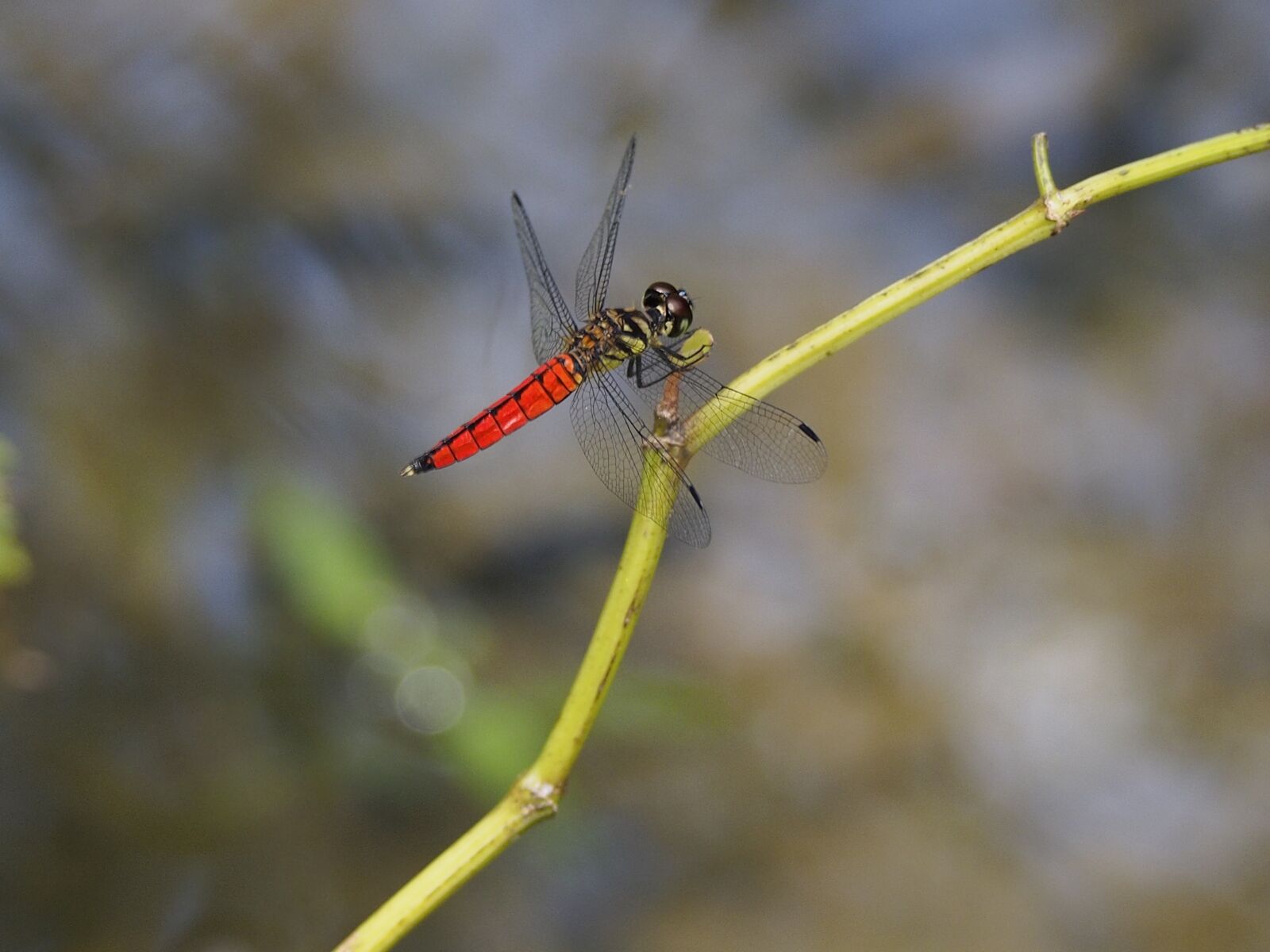 Olympus OM-D E-M5 sample photo. Dragonfly, red-bellied, rest photography