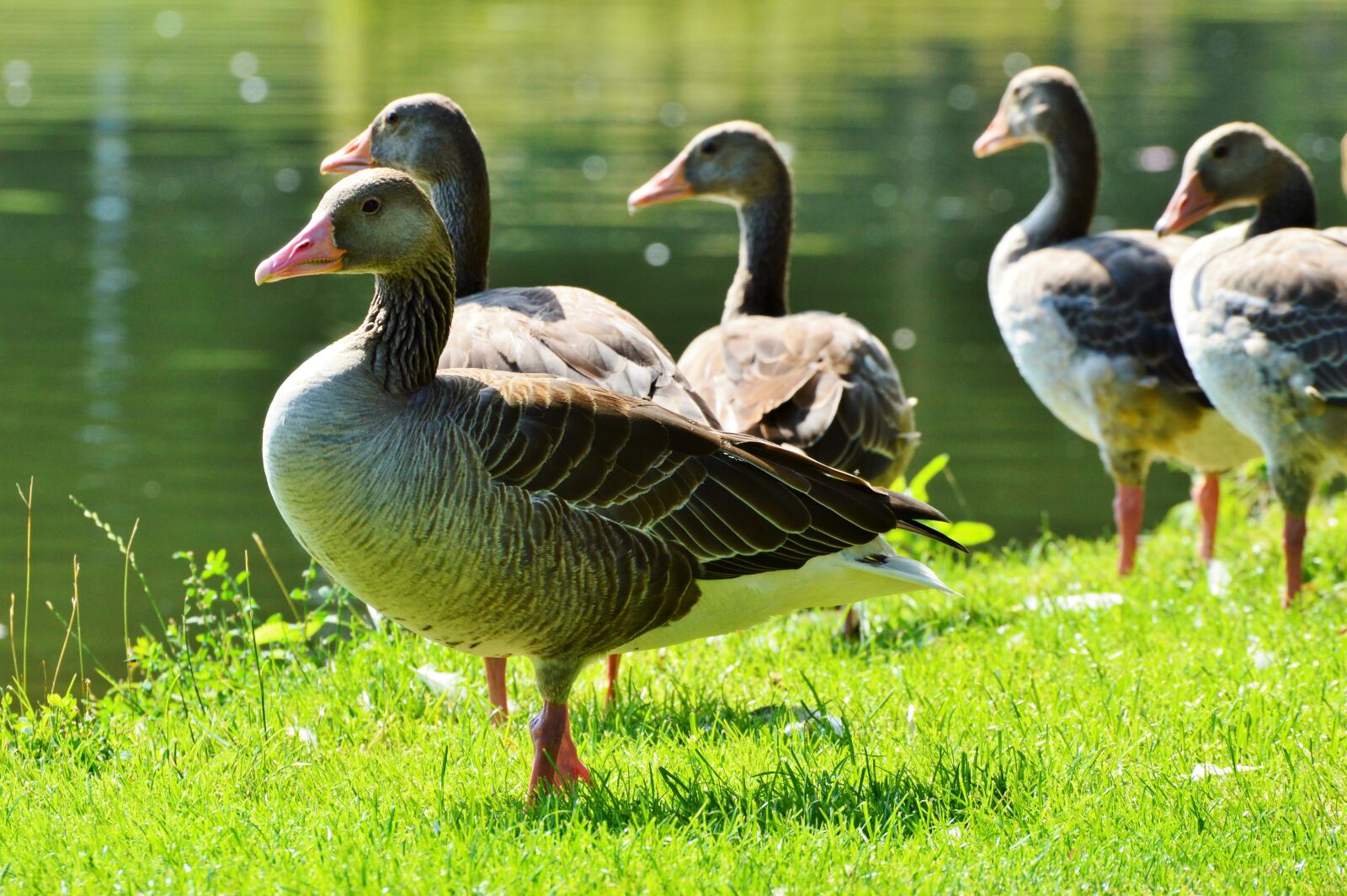 Nikon D3200 sample photo. Wild goose, goose, bird photography