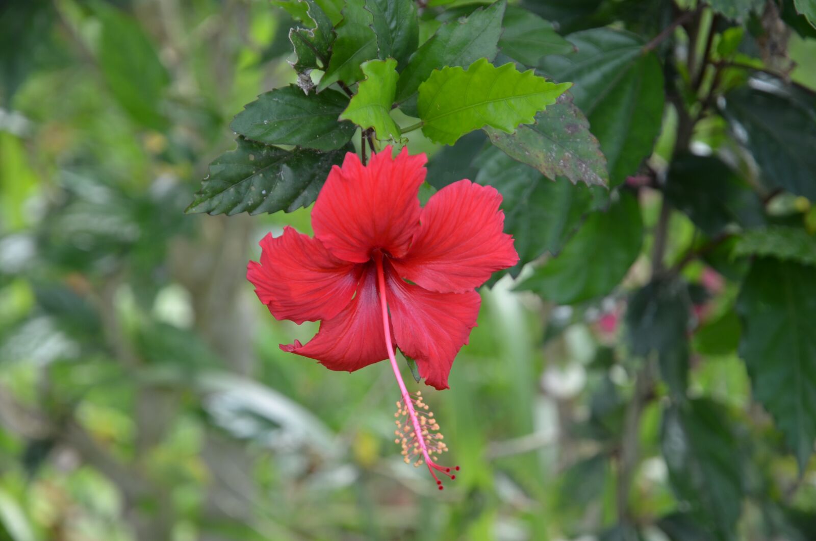Nikon D7000 sample photo. Flower, red, outdoor photography