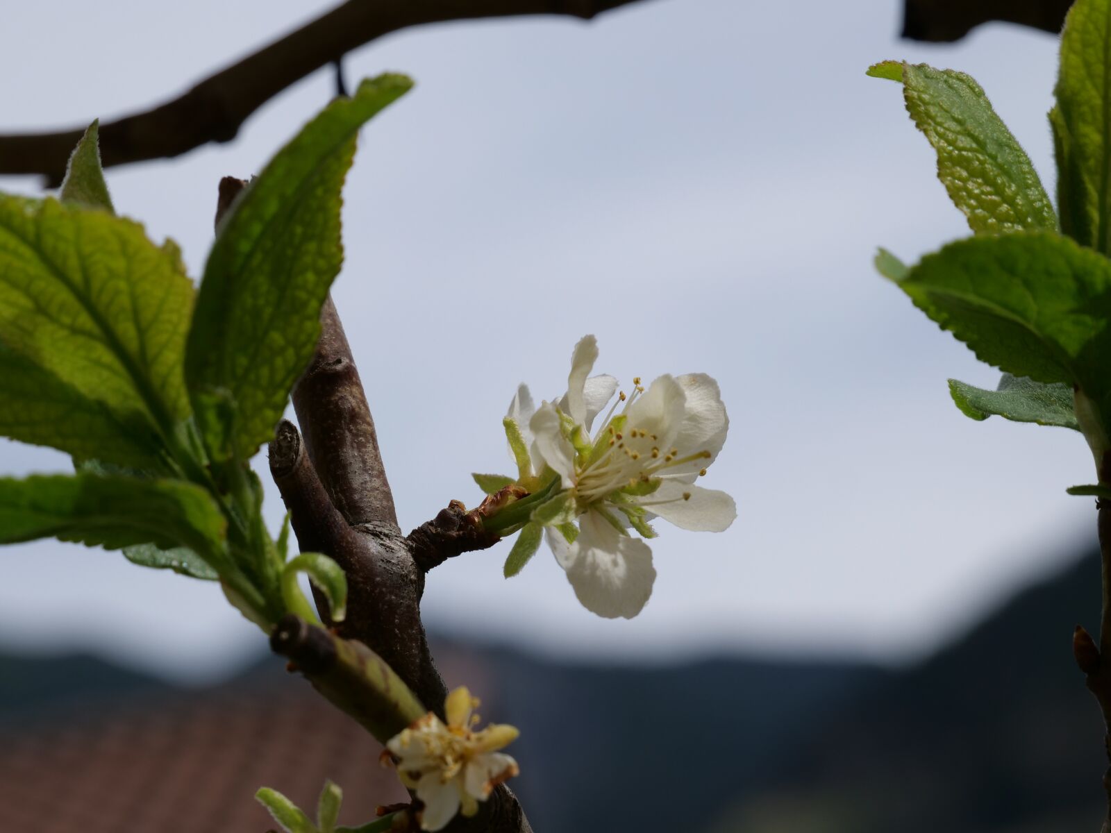Panasonic Lumix DC-G9 sample photo. White, spring, flower photography