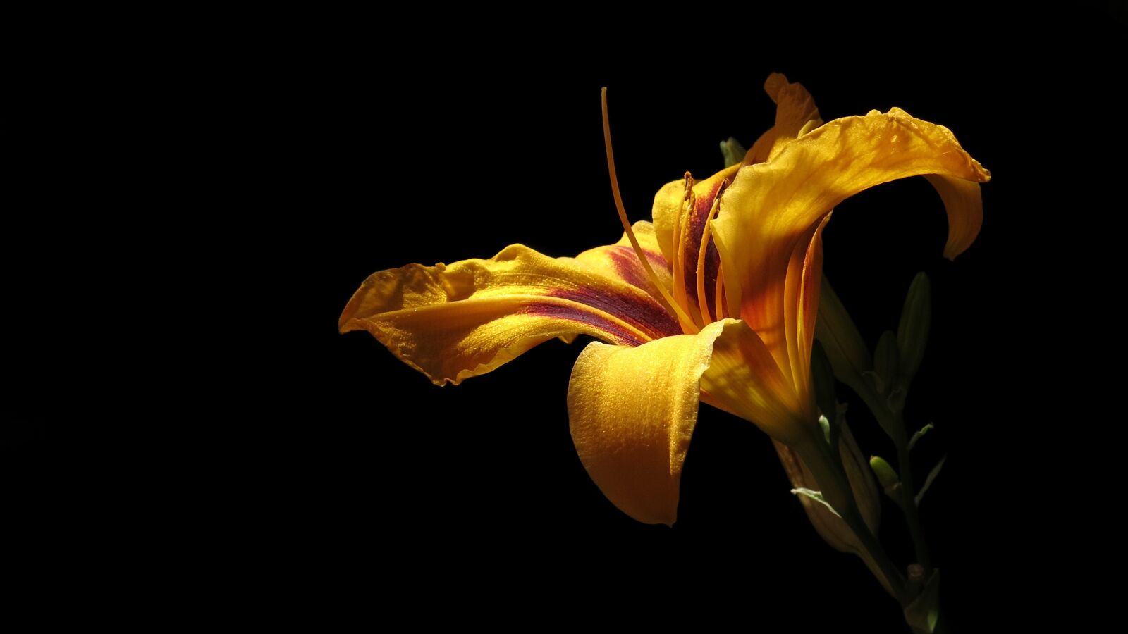 Canon PowerShot G15 sample photo. Daylily, blossom, bloom photography