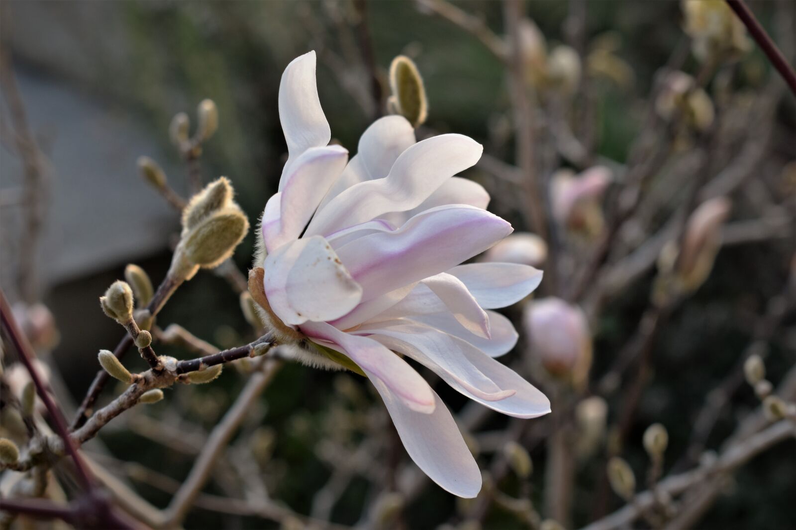 Nikon D5500 sample photo. Magnolia, close up, blossom photography