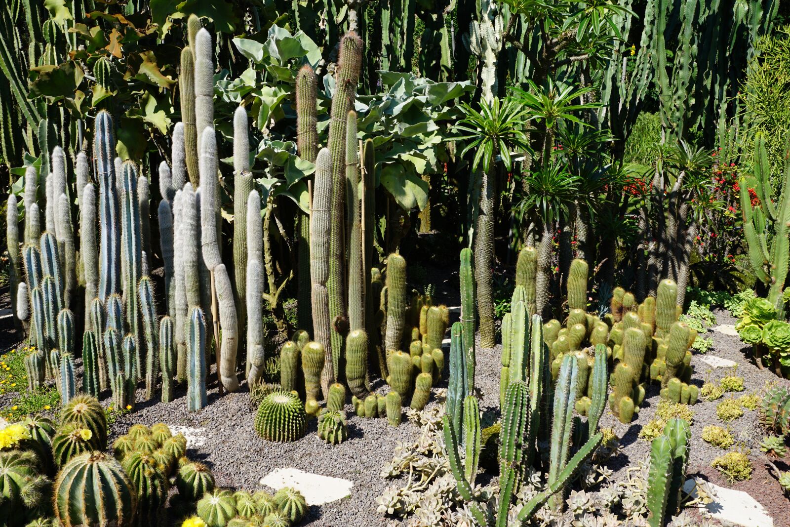 Sony DT 16-50mm F2.8 SSM sample photo. Cactus, green, plant photography