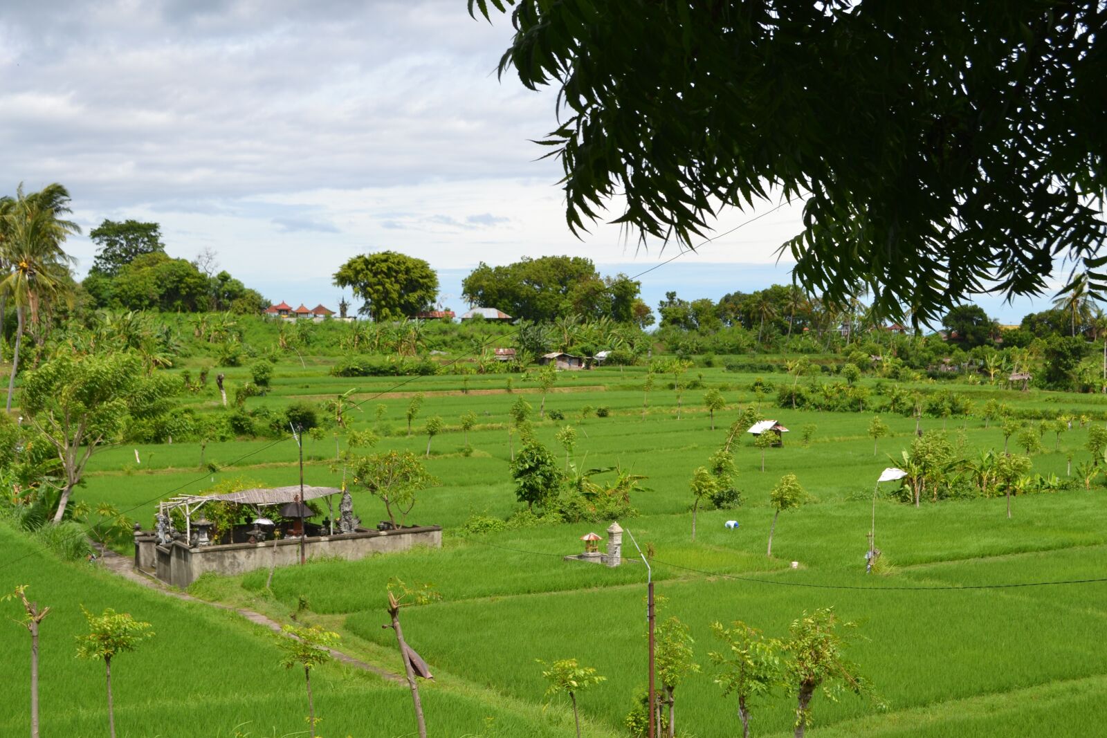 Nikon D3100 sample photo. Rice field, bali, relaxation photography