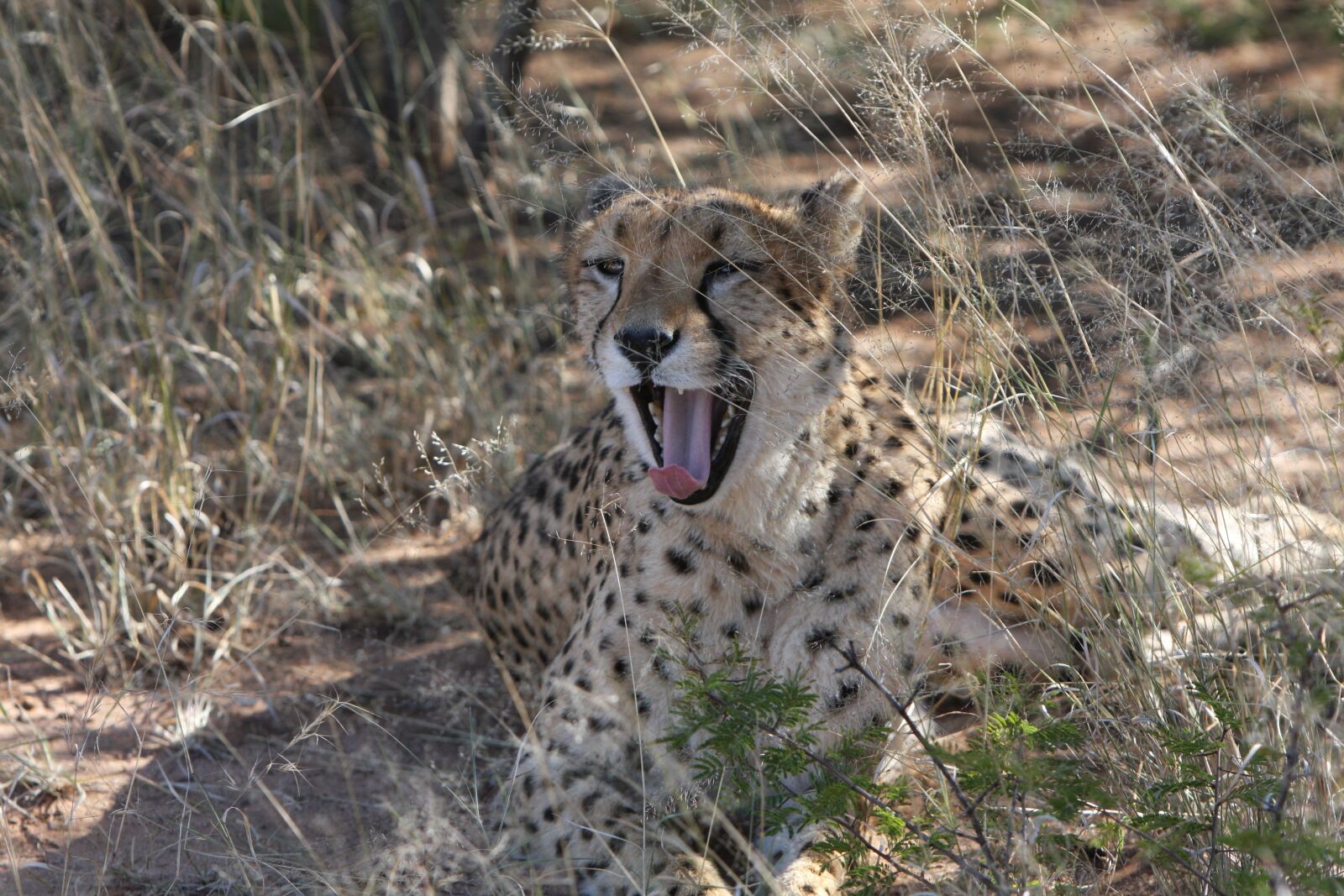 Canon EOS 40D sample photo. Cheetah, predator, namibia photography