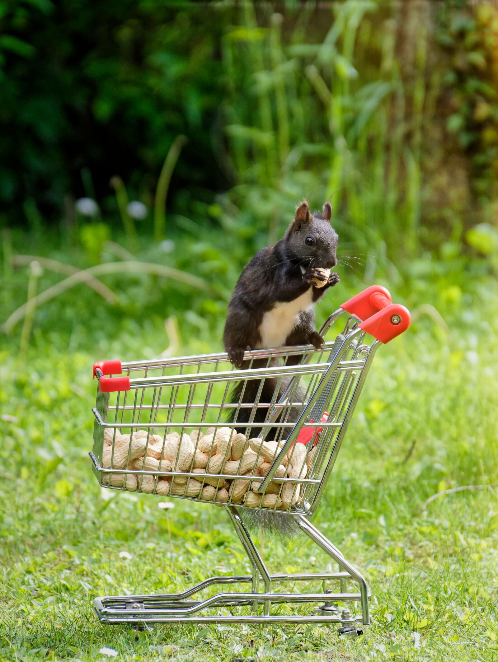 Nikon D7200 sample photo. Squirrel, shopping cart, nuts photography