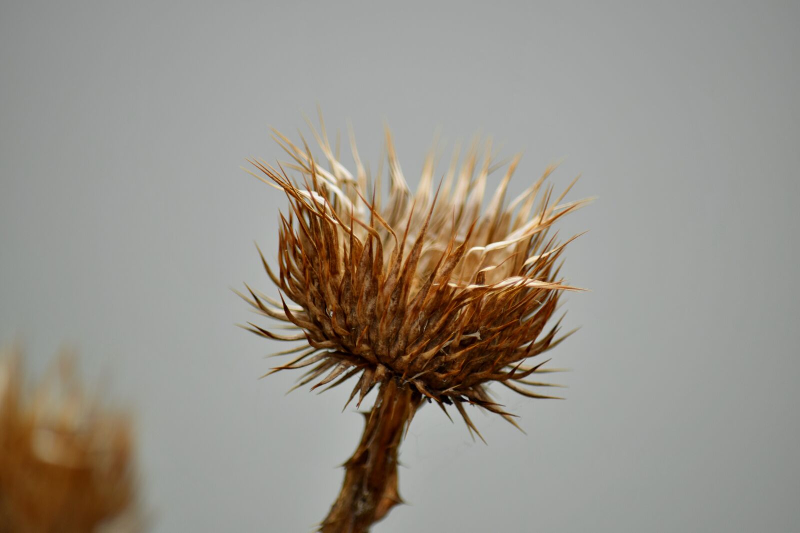 Nikon D5500 sample photo. Nature, plant, sharp, flower photography