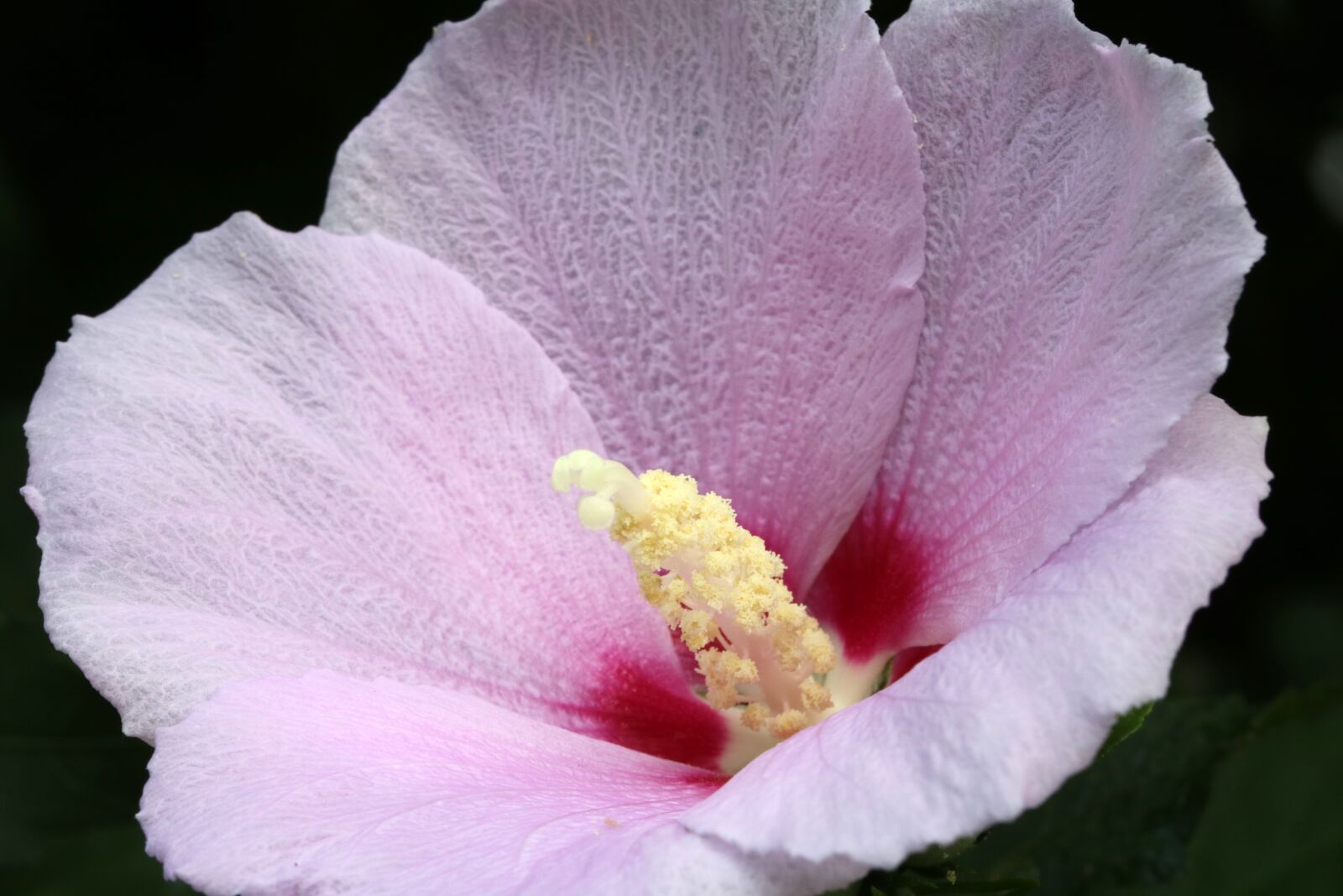 Canon EOS 750D (EOS Rebel T6i / EOS Kiss X8i) sample photo. Rose of sharon, south photography