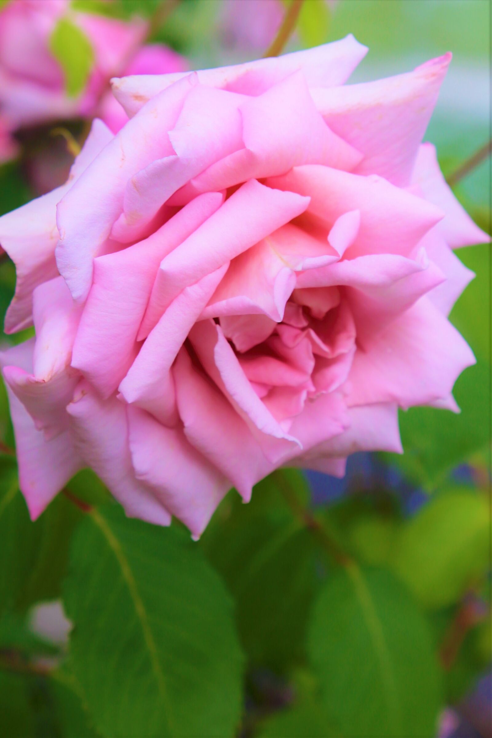 Canon EF 24-105mm F4L IS USM sample photo. Rose, pink, spring photography