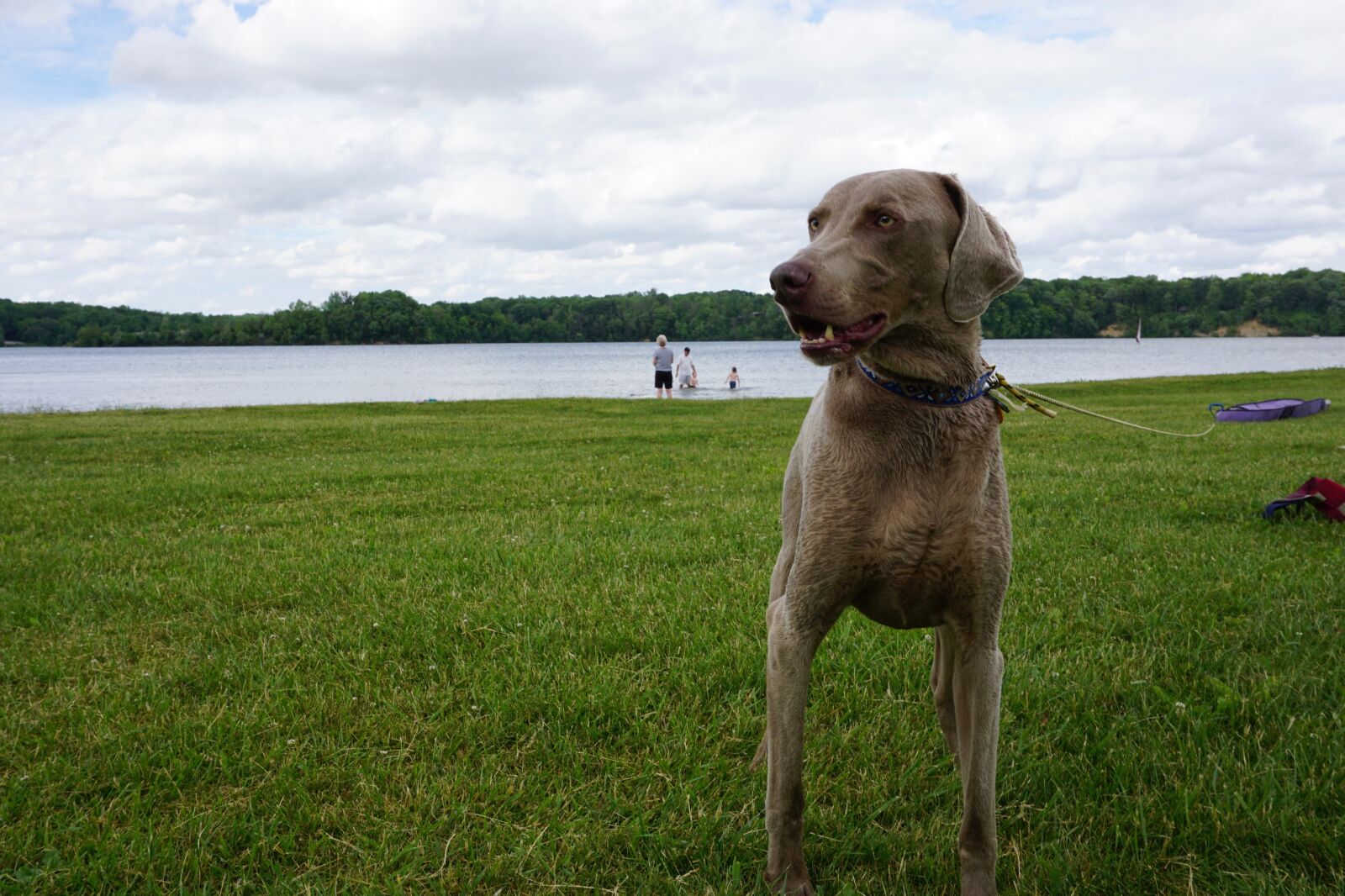 Sony a6000 sample photo. Dog, lake, nature photography