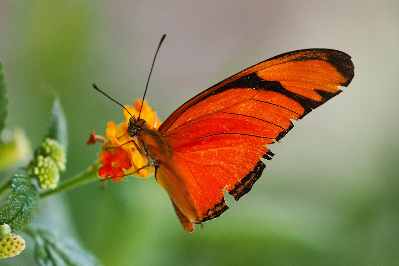 Olympus OM-D E-M1 sample photo. Butterfly, macro, insect photography