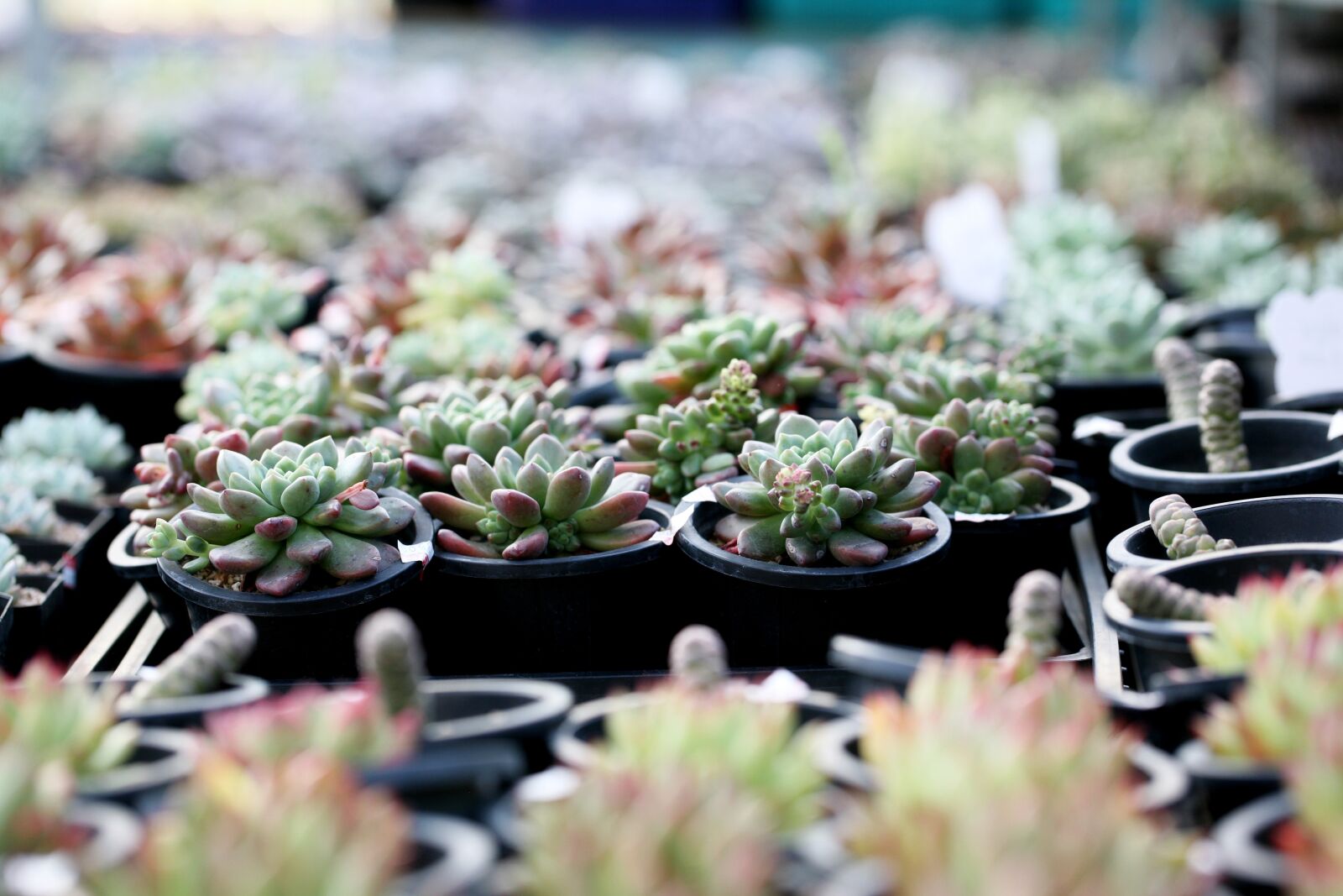 Canon EOS 5D sample photo. A fleshy plant, fleshy photography