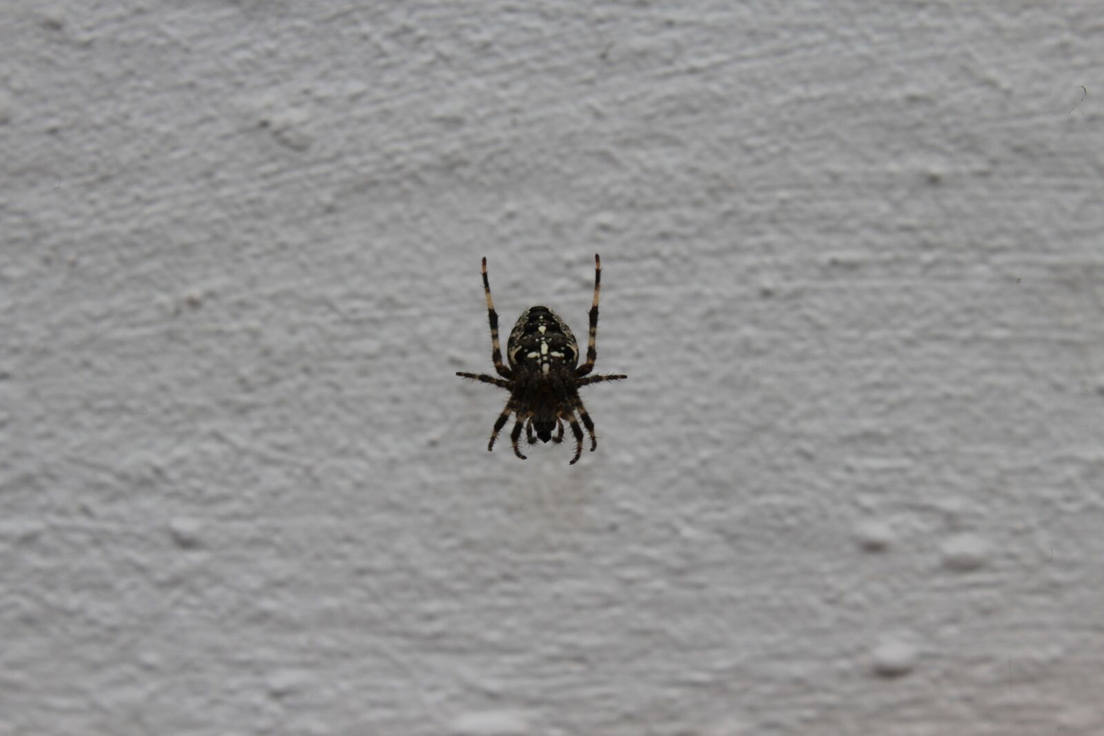 Canon EOS 600D (Rebel EOS T3i / EOS Kiss X5) sample photo. Araneus, cobweb, spider photography