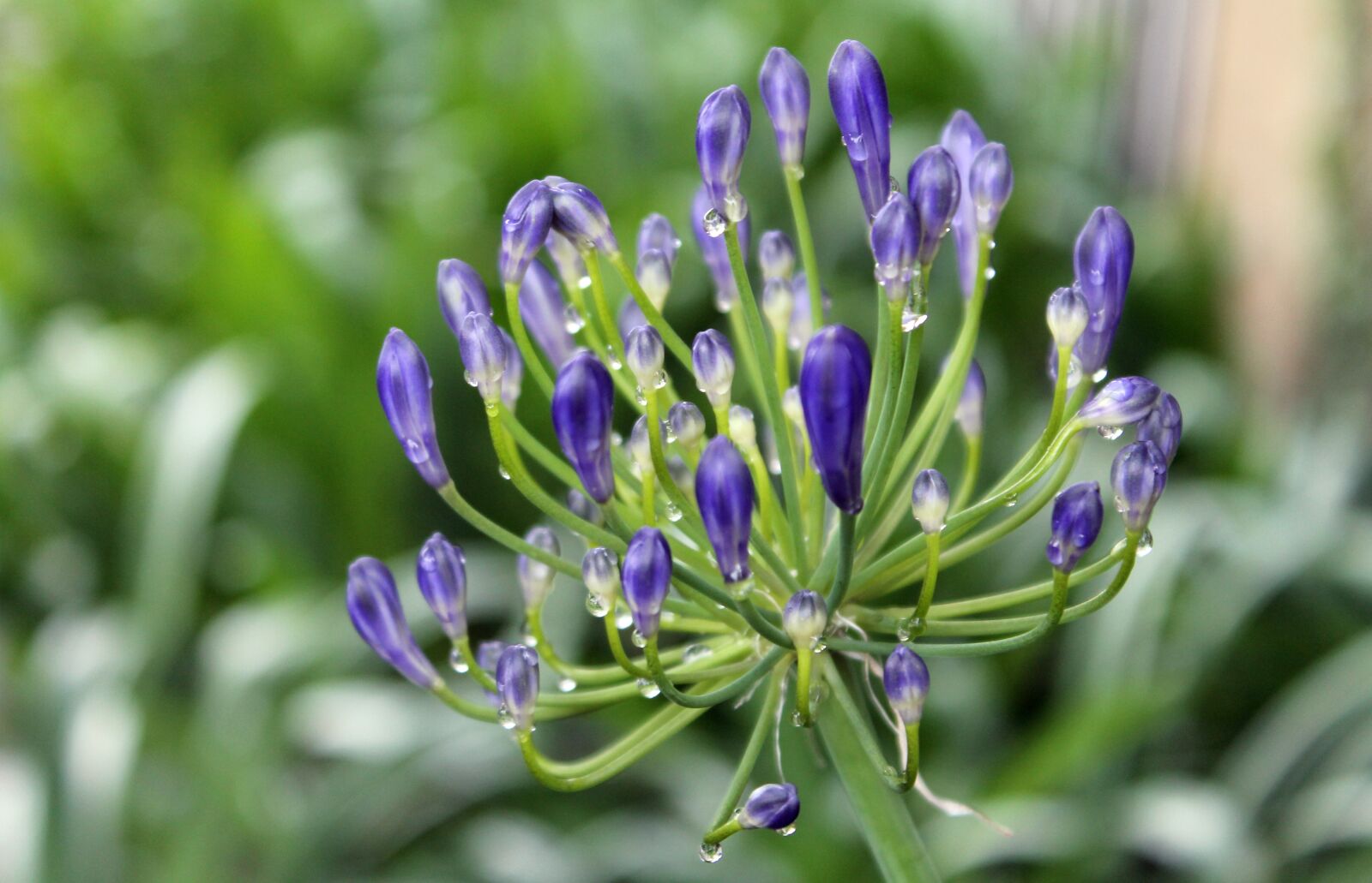 Canon EOS 1100D (EOS Rebel T3 / EOS Kiss X50) sample photo. Flower, garden, lavender photography