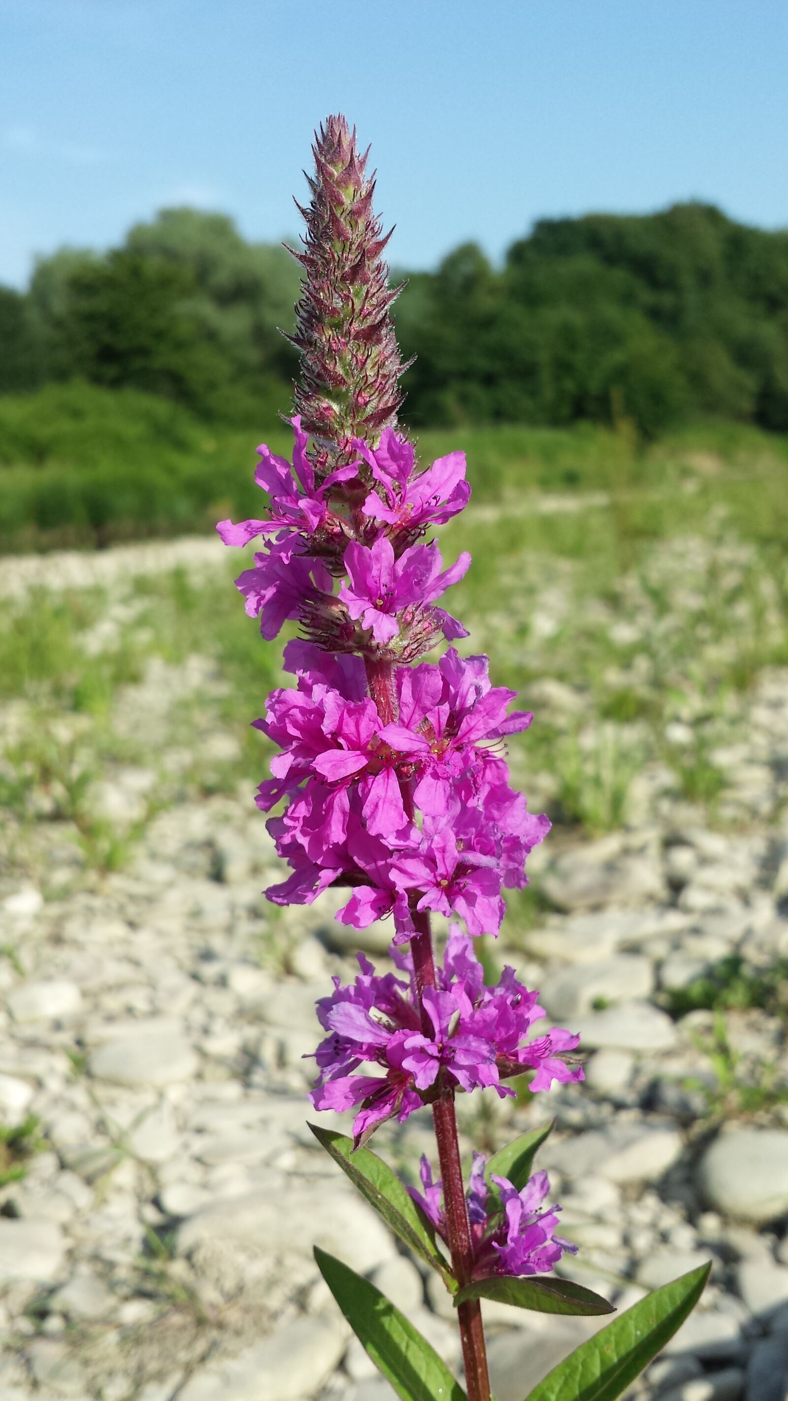 Samsung Galaxy S4 sample photo. Flower, violet, purple flowers photography