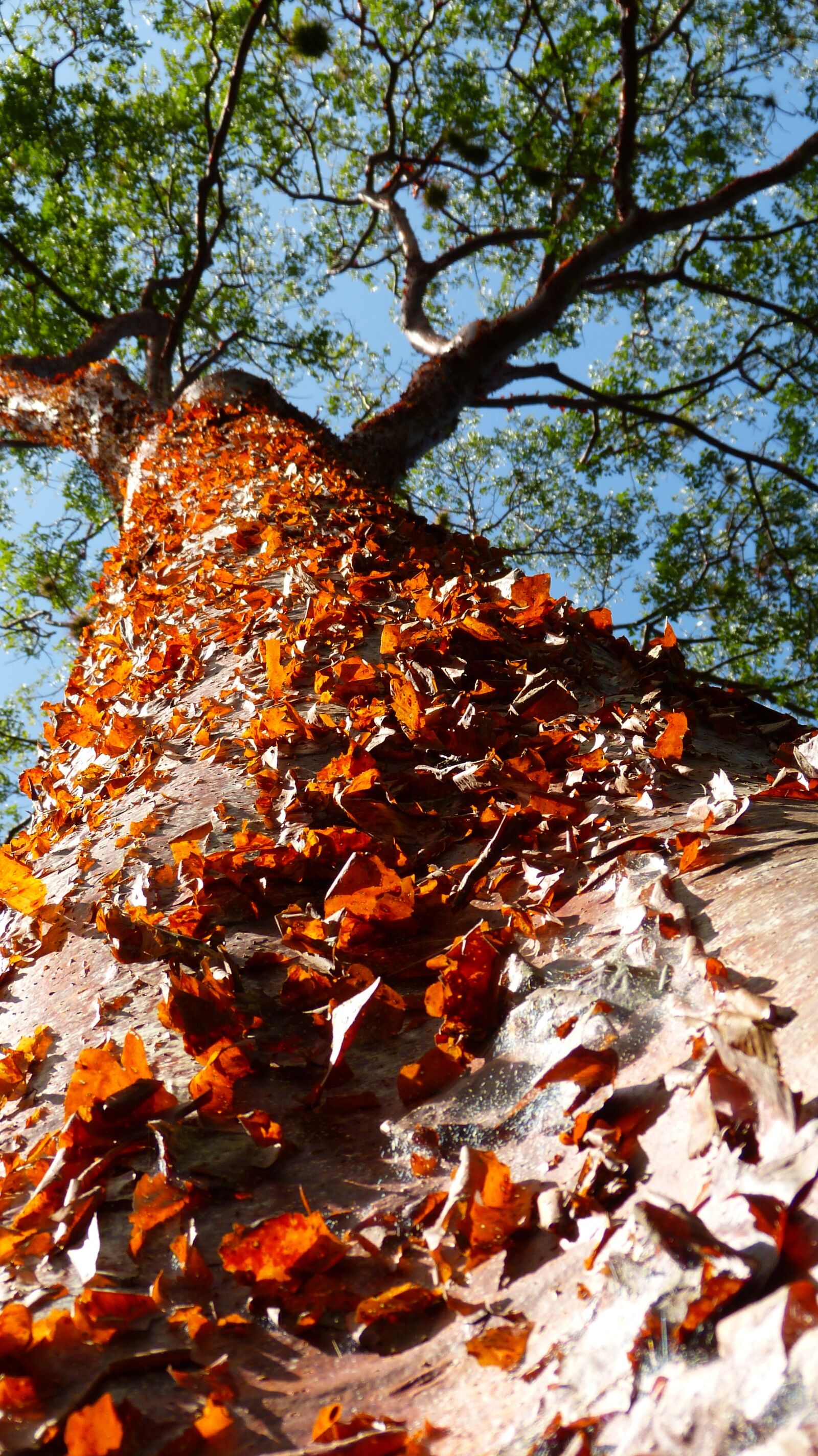 Panasonic Lumix DMC-FZ150 sample photo. Tree, tribe, bark photography