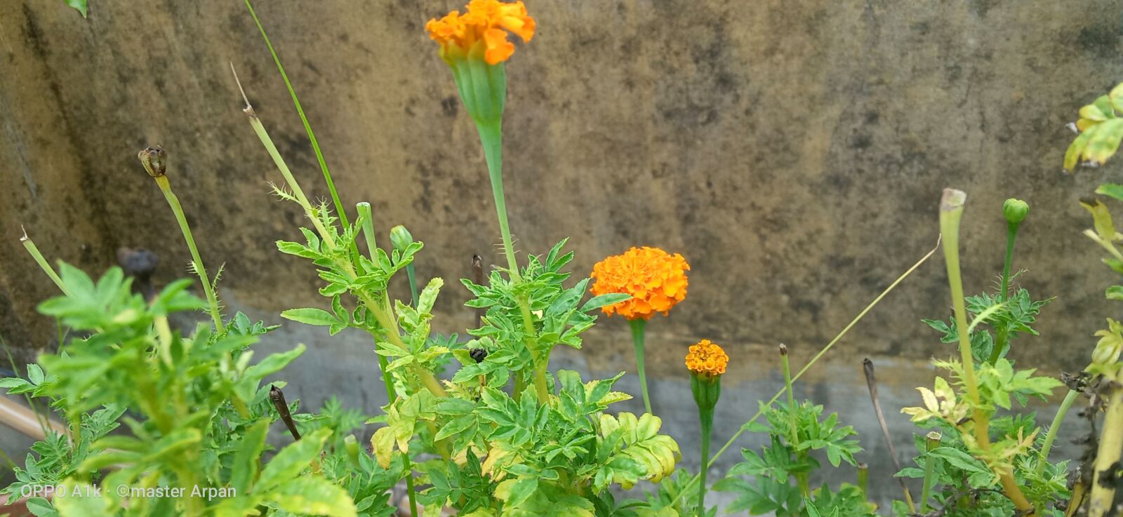 OPPO A1K sample photo. Beautiful, marigold, flower photography