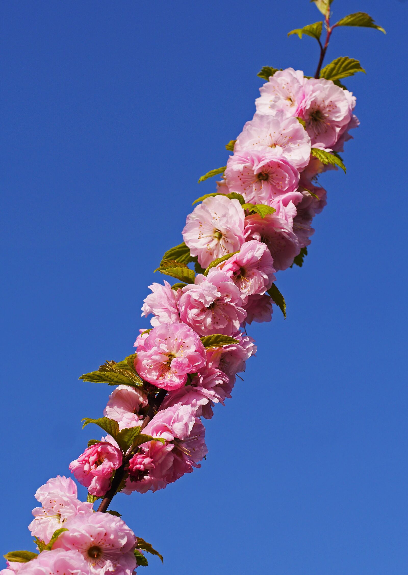 Panasonic Lumix DMC-GH3 sample photo. Almond blossom, branch, flowers photography