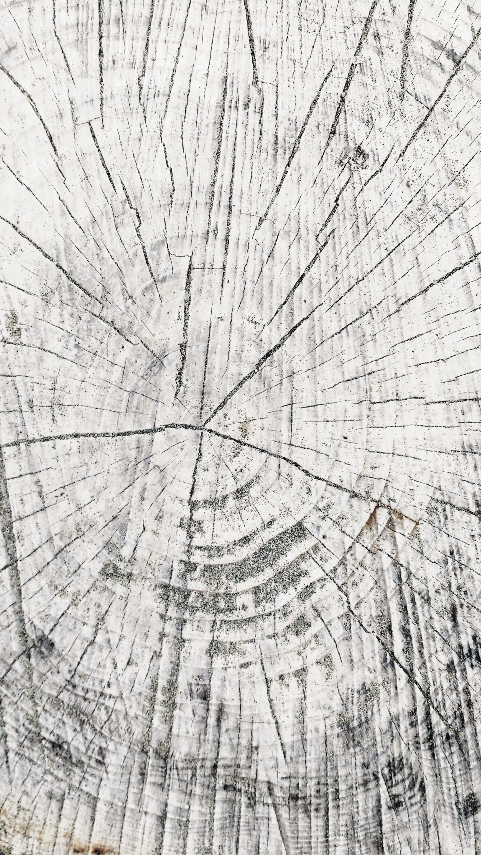 Motorola MotoG3 sample photo. Wood grain, tree stump photography