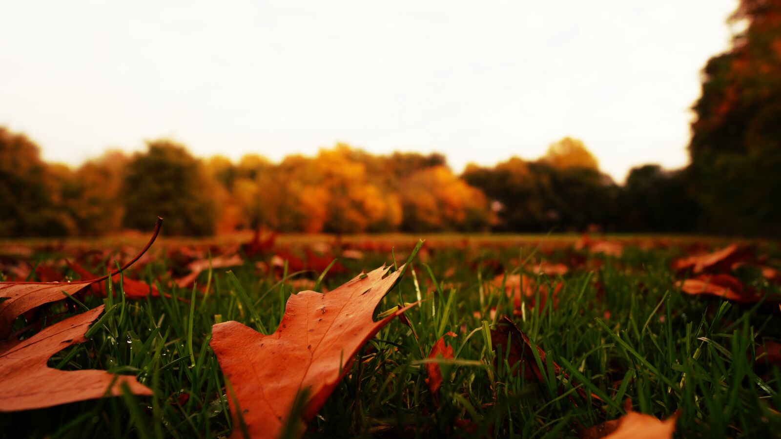 Sony DT 18-55mm F3.5-5.6 SAM II sample photo. Autumn, autumn, leaves, blur photography