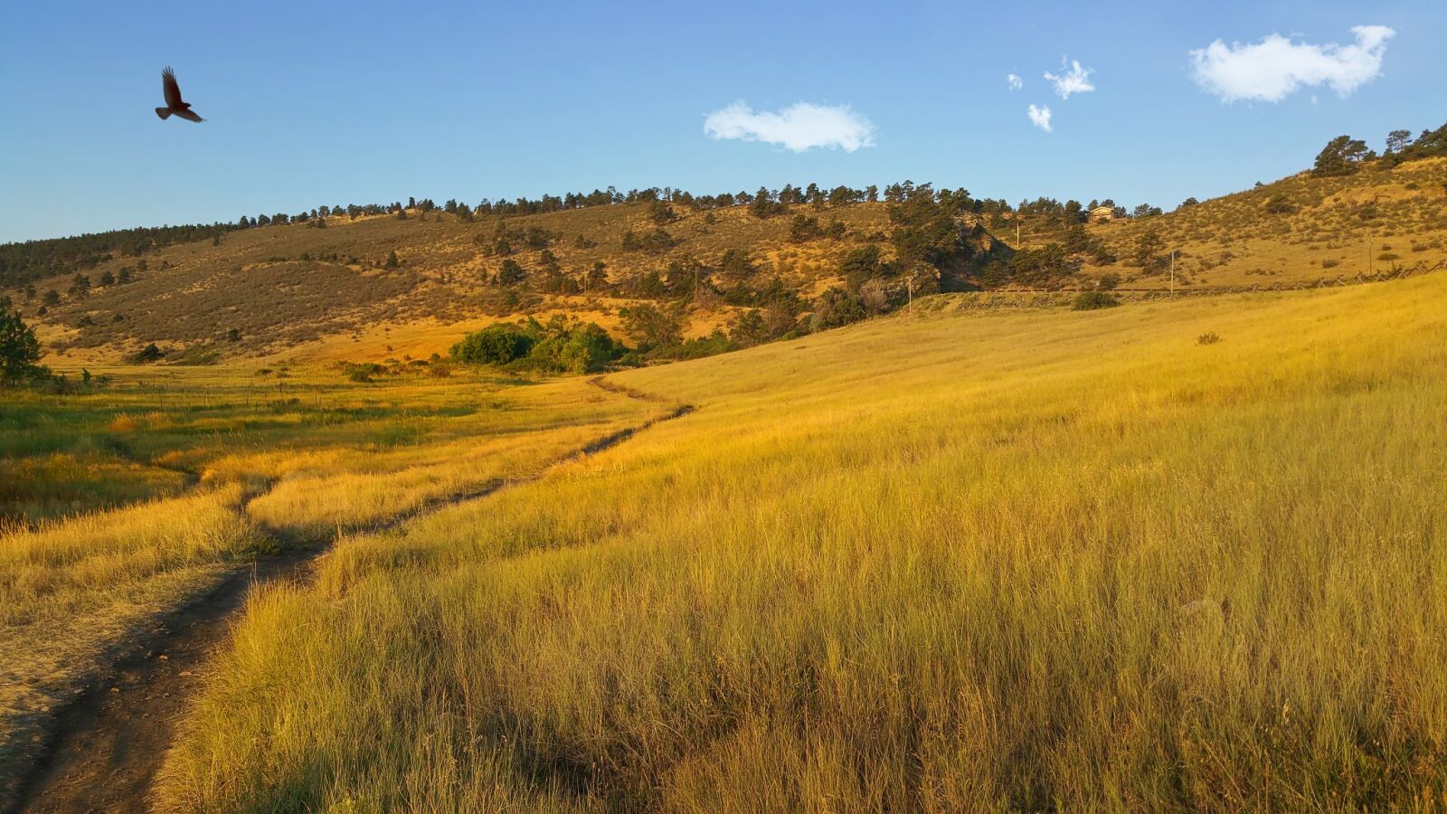 Samsung Galaxy Note4 sample photo. Pineridge natural area, hawk photography