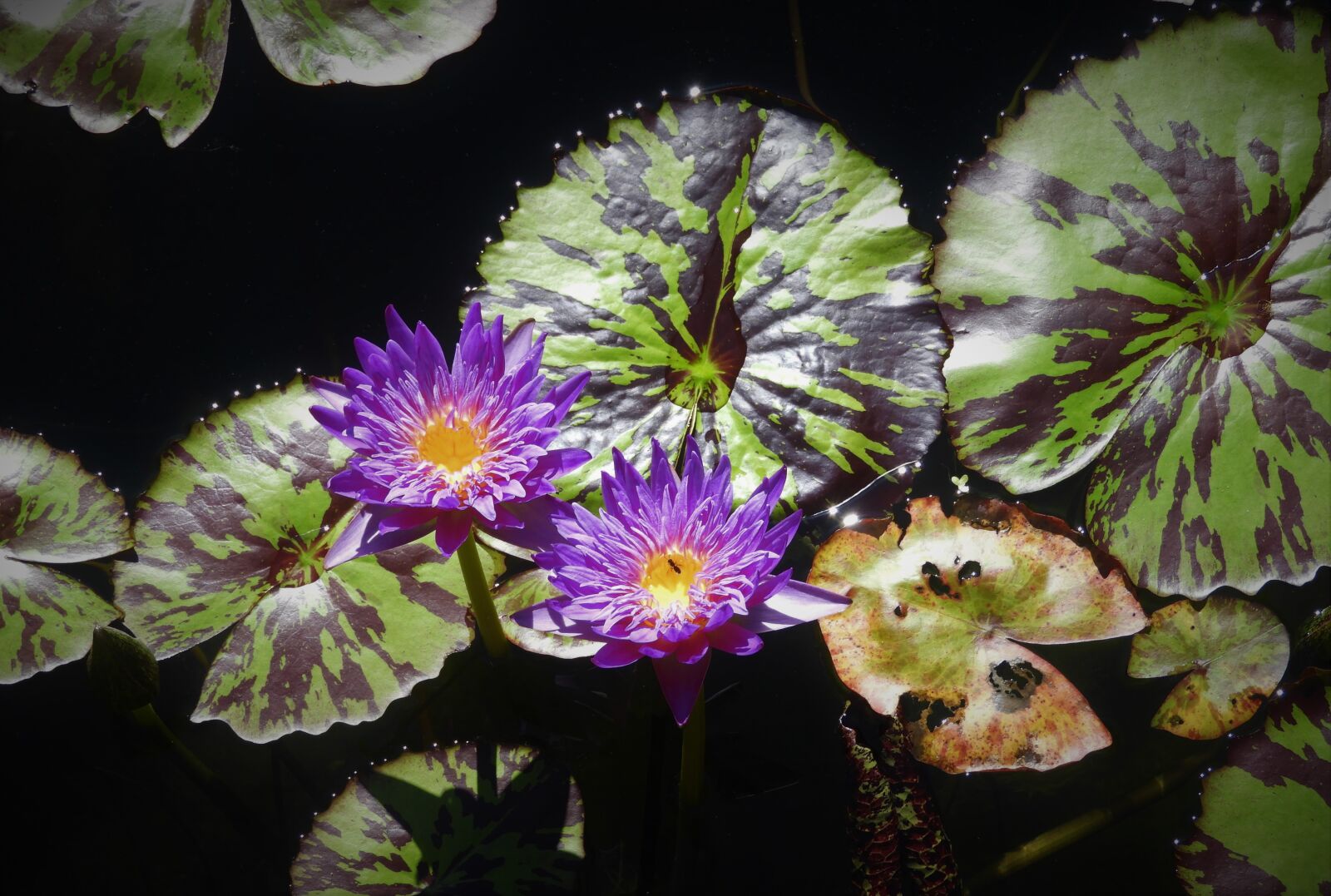 Nikon Coolpix B700 sample photo. Water lily, water, violet photography