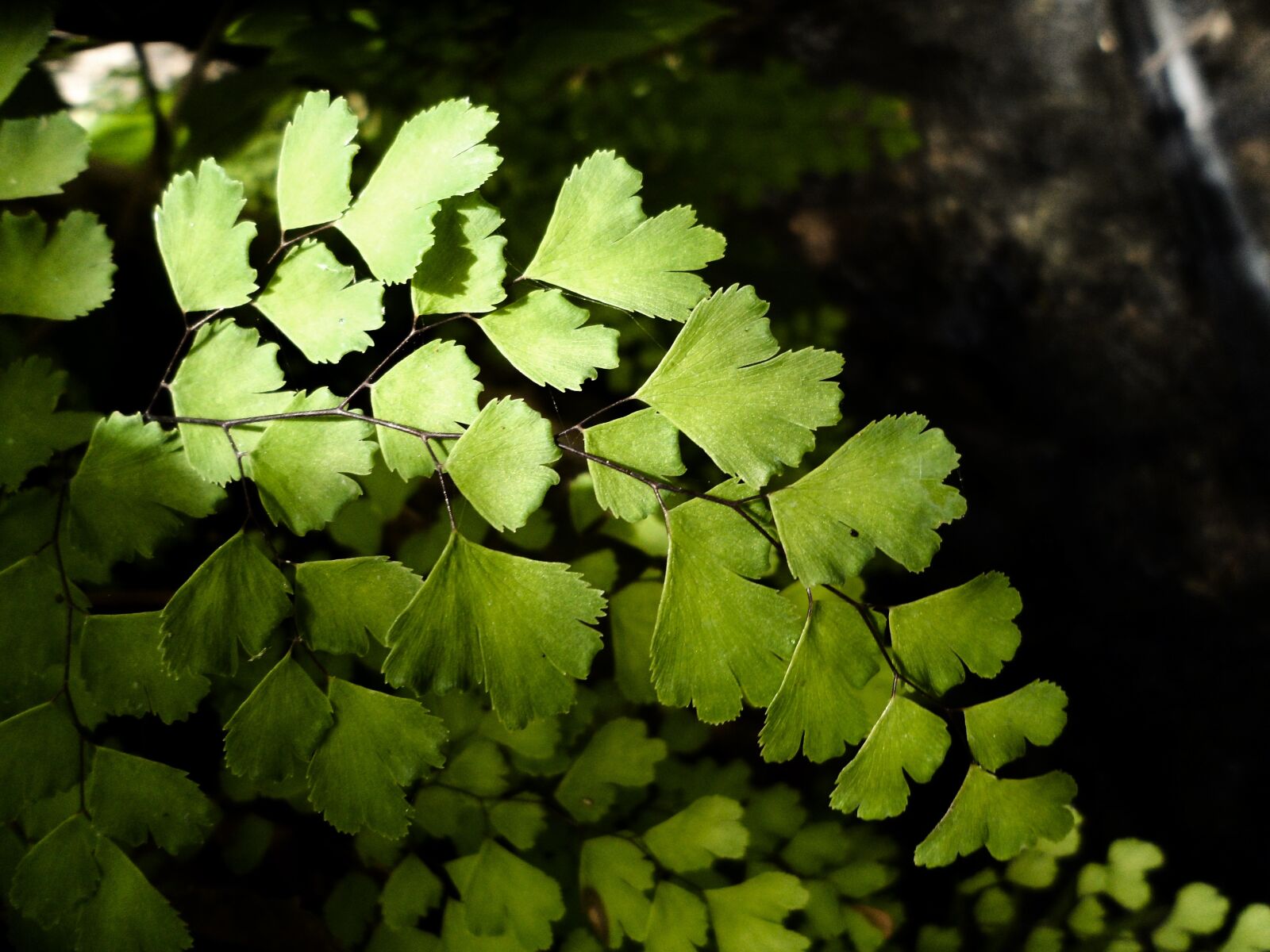 Samsung PL120,PL121 / VLUU PL120,PL121 sample photo. Leaf, plant, nature photography