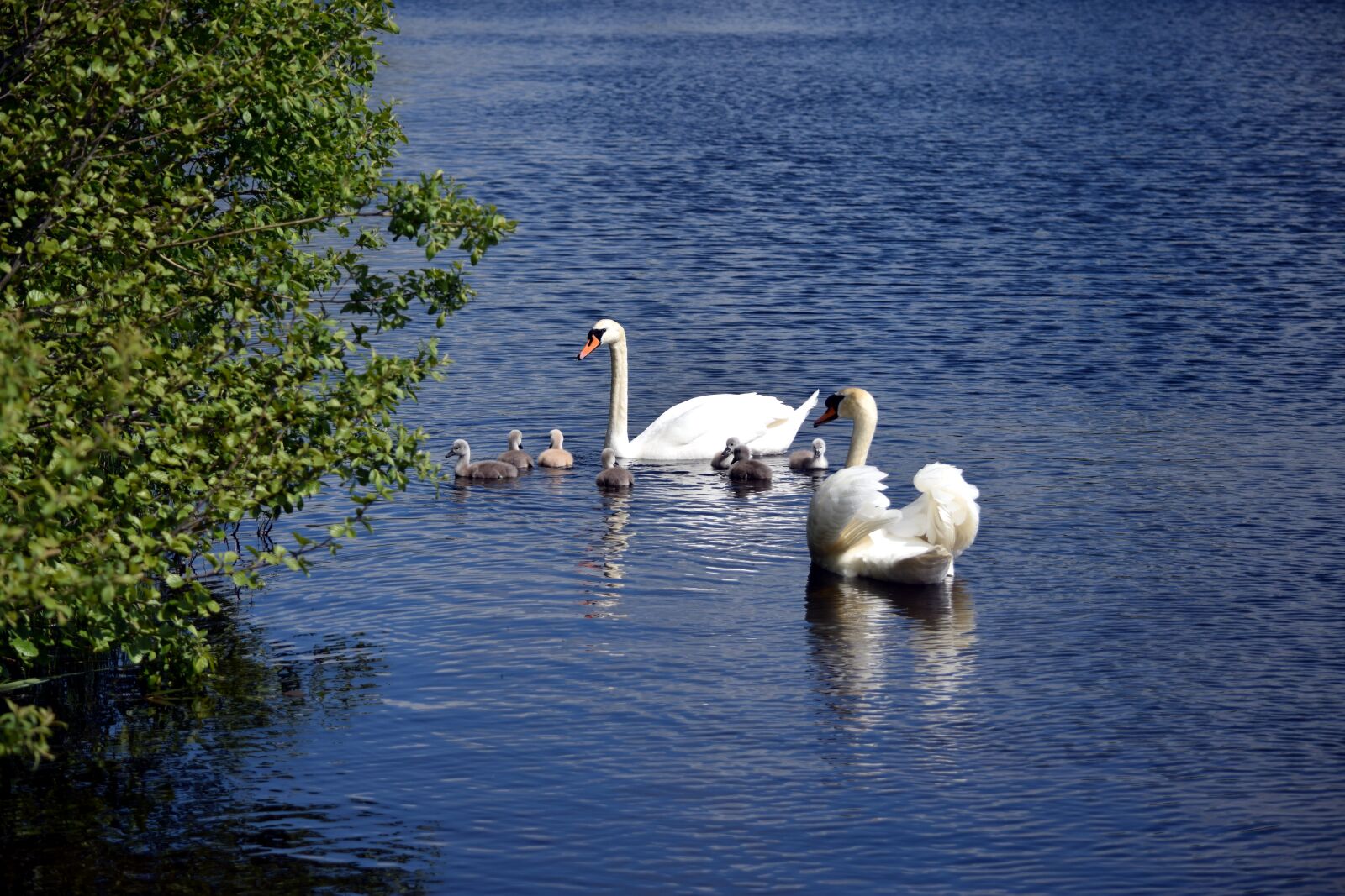 Nikon D5300 sample photo. Lake, swan, swans photography